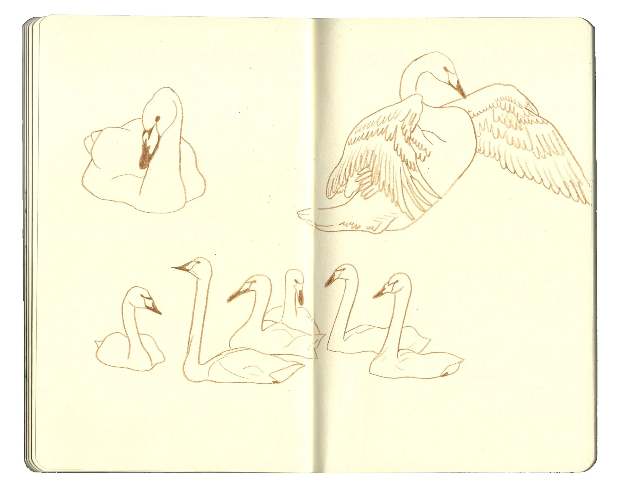 sketchbook pages for website copy3.jpg