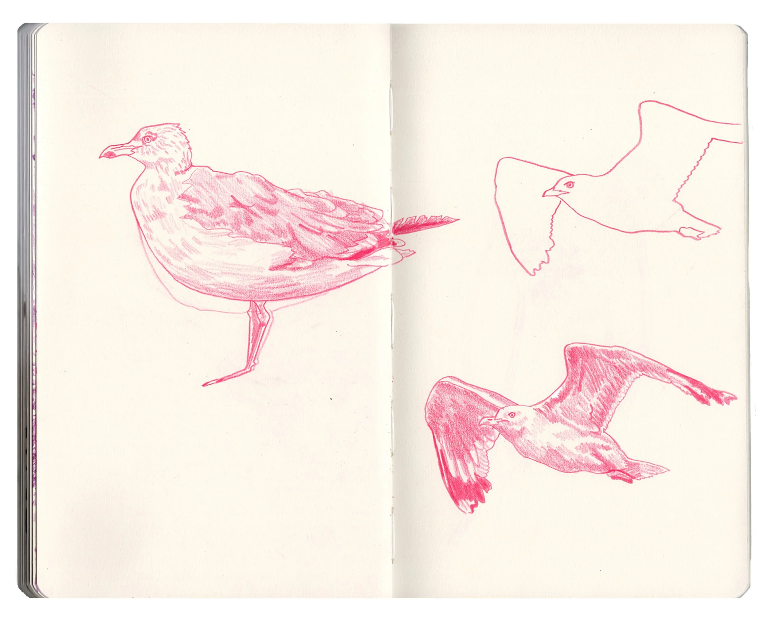 sketchbook for website copy5.jpg