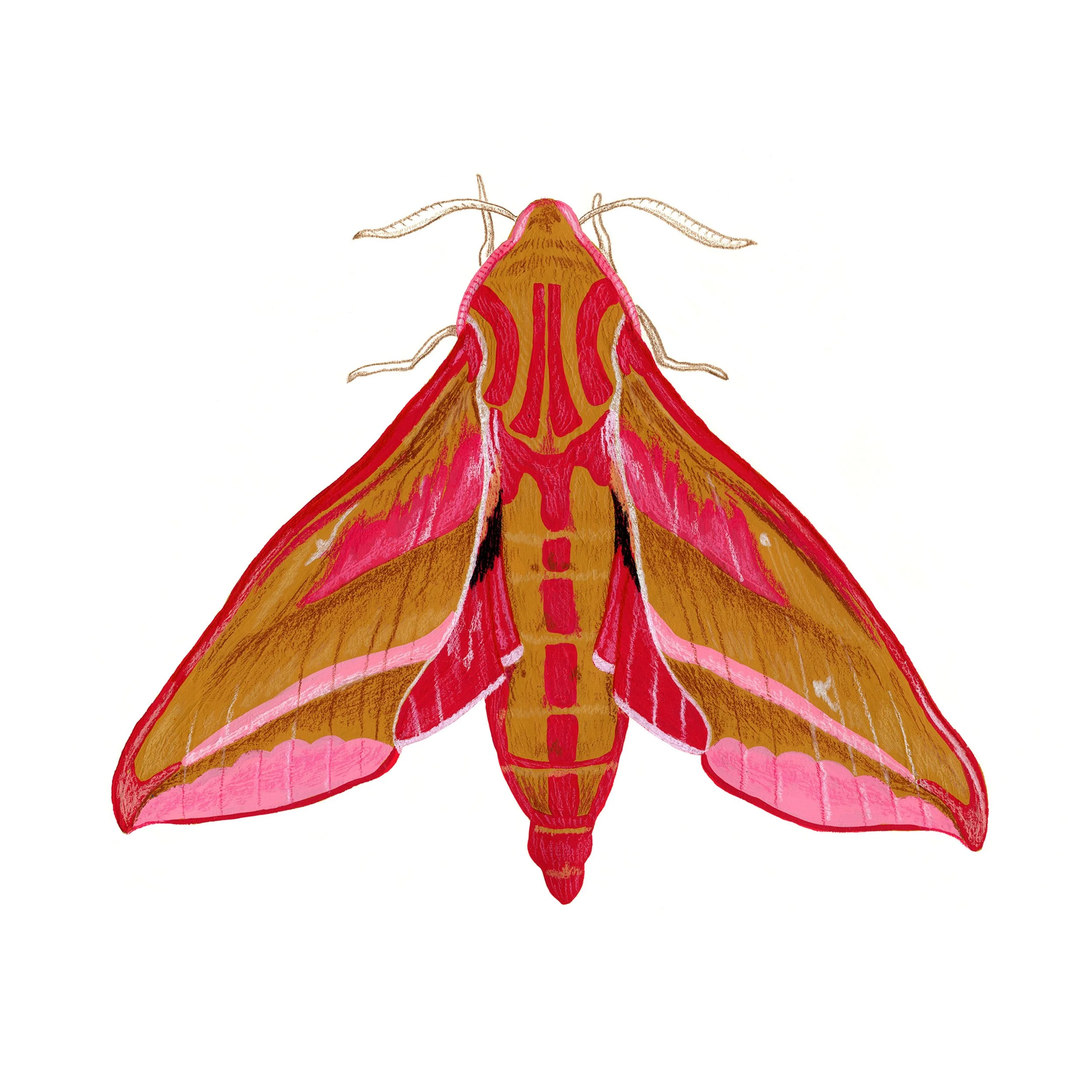 elephant moth sticker copy 2.jpg