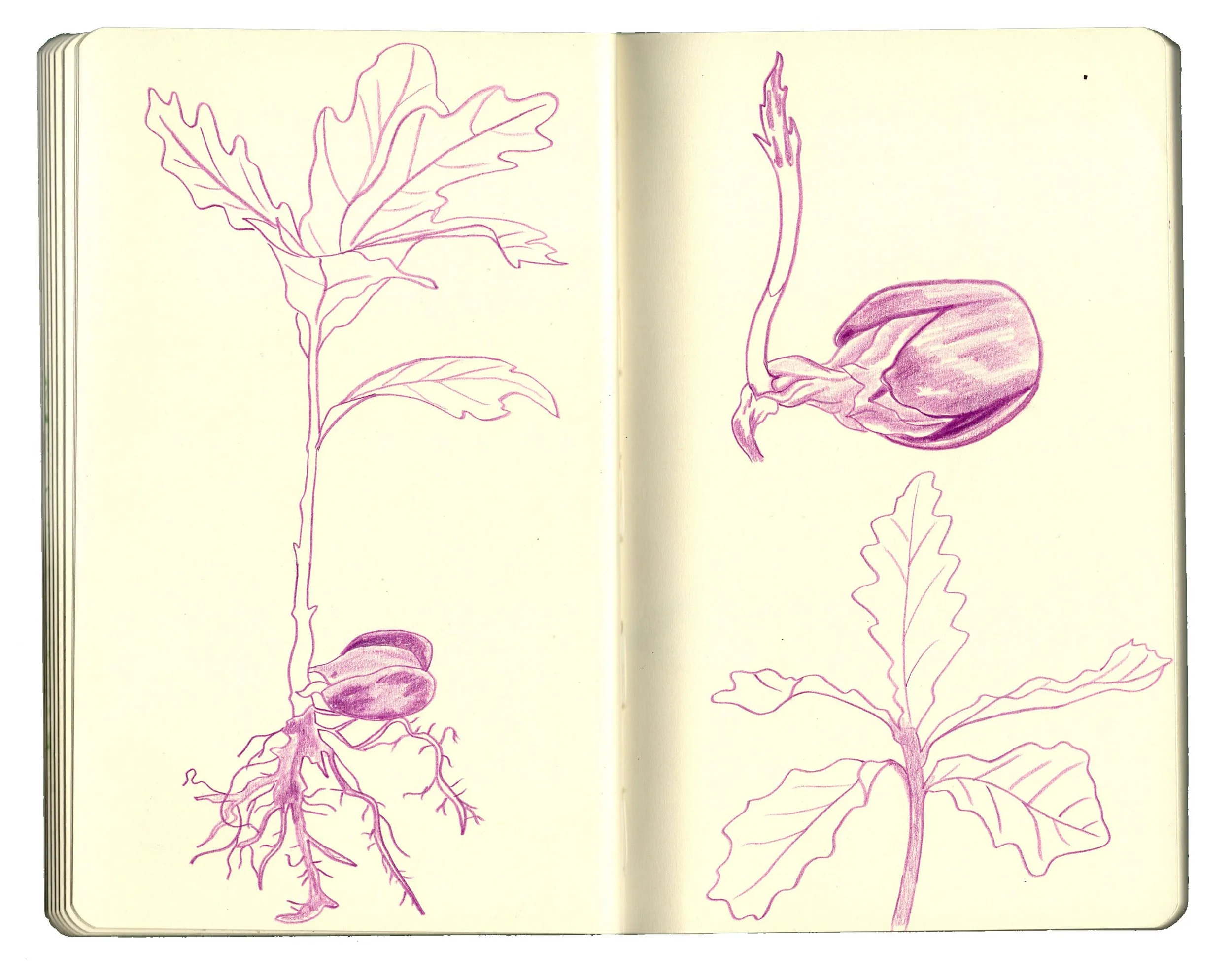 sketchbook pages for website copy4.jpg