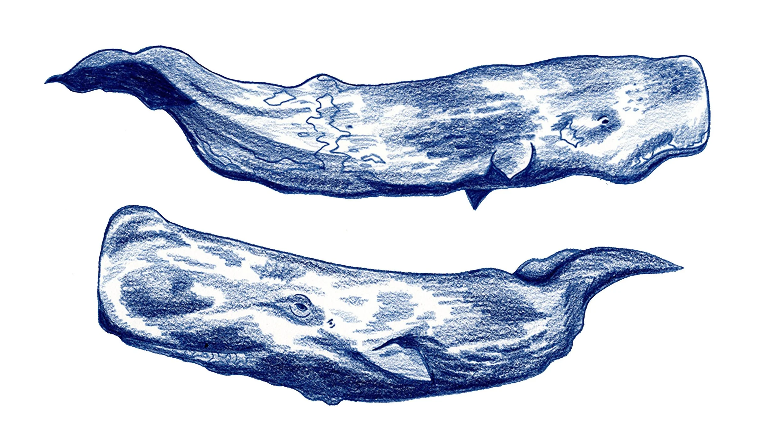 whales for website .jpg