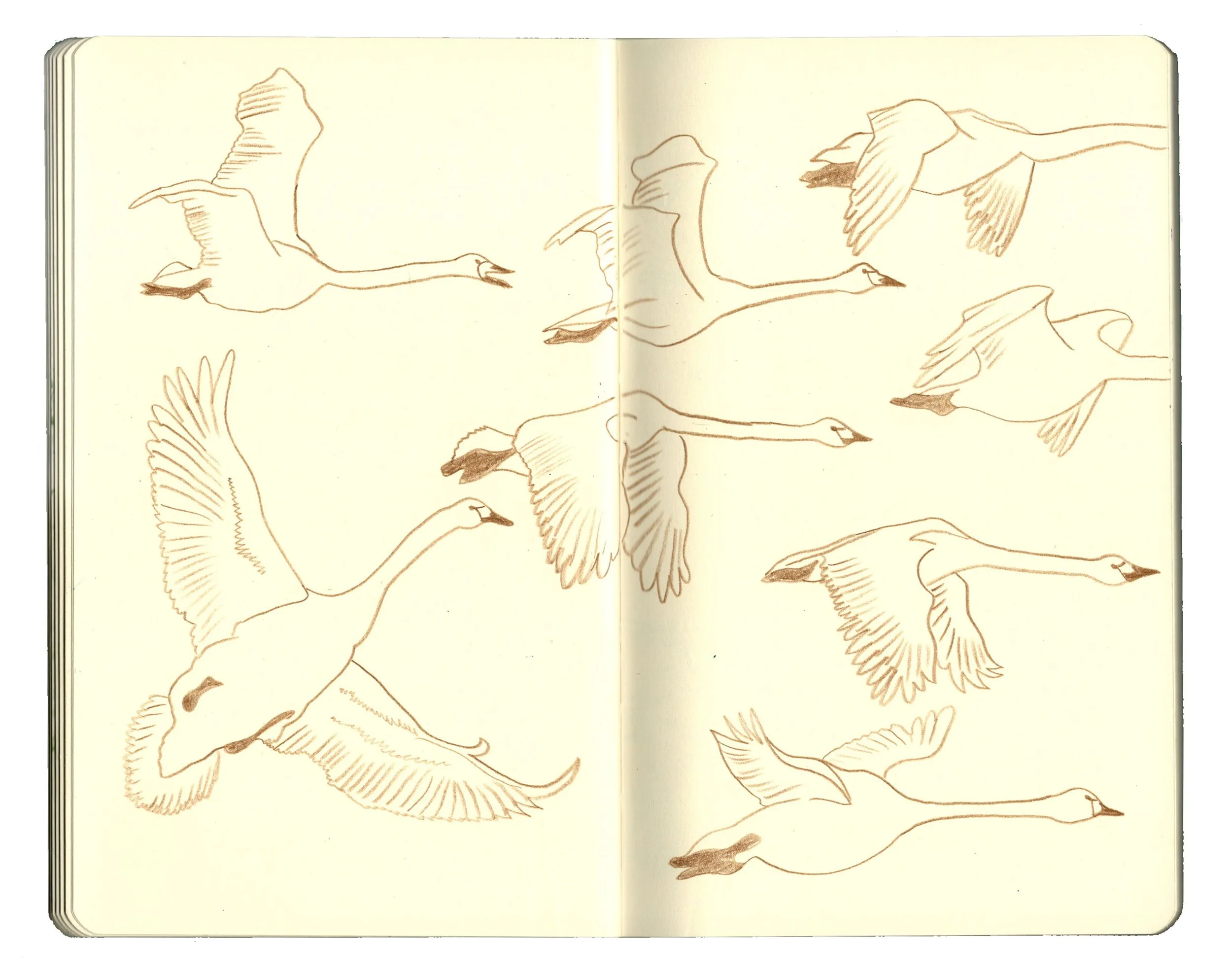 sketchbook pages for website copy2.jpg
