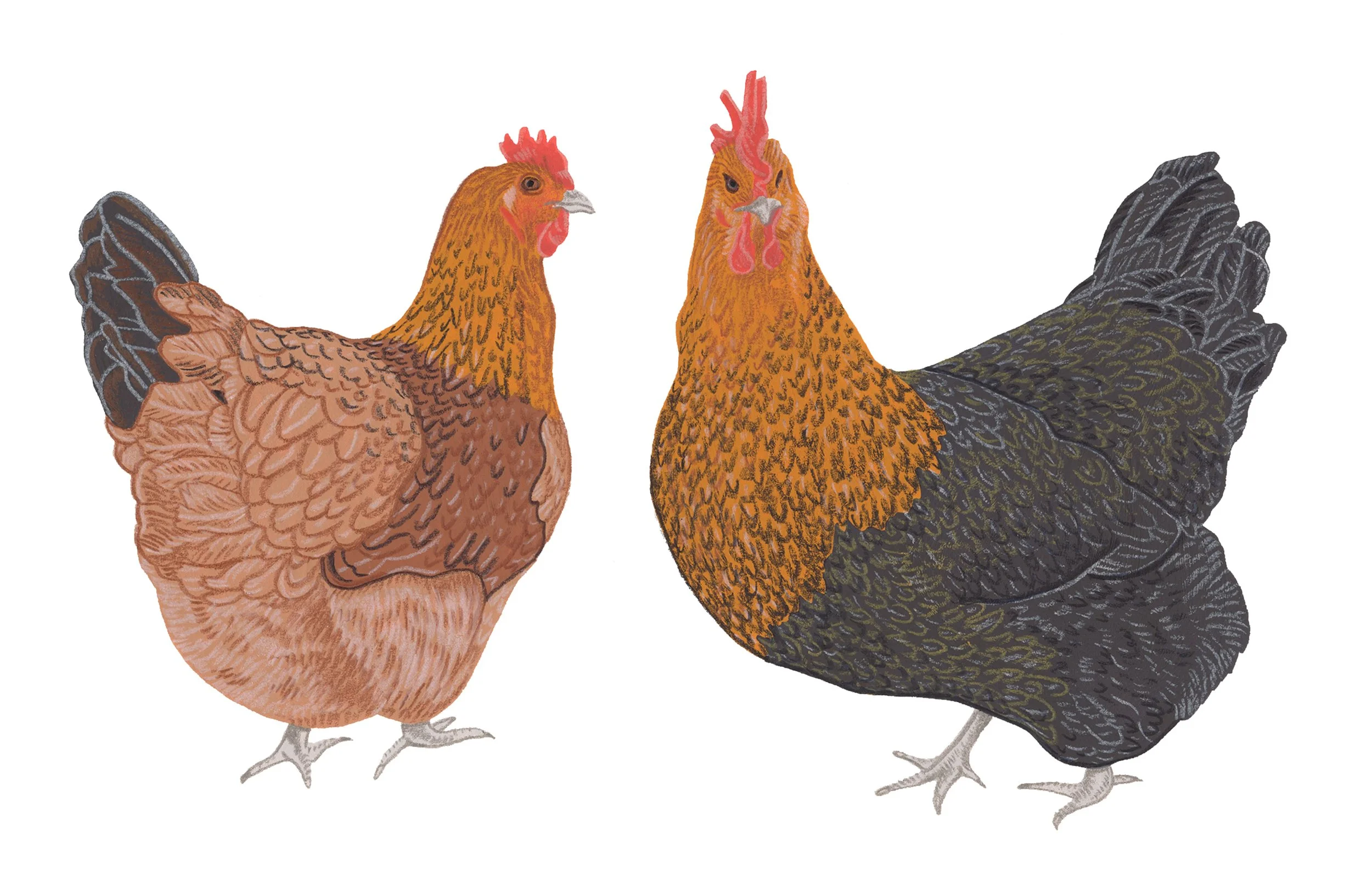 website chickens copy.jpg