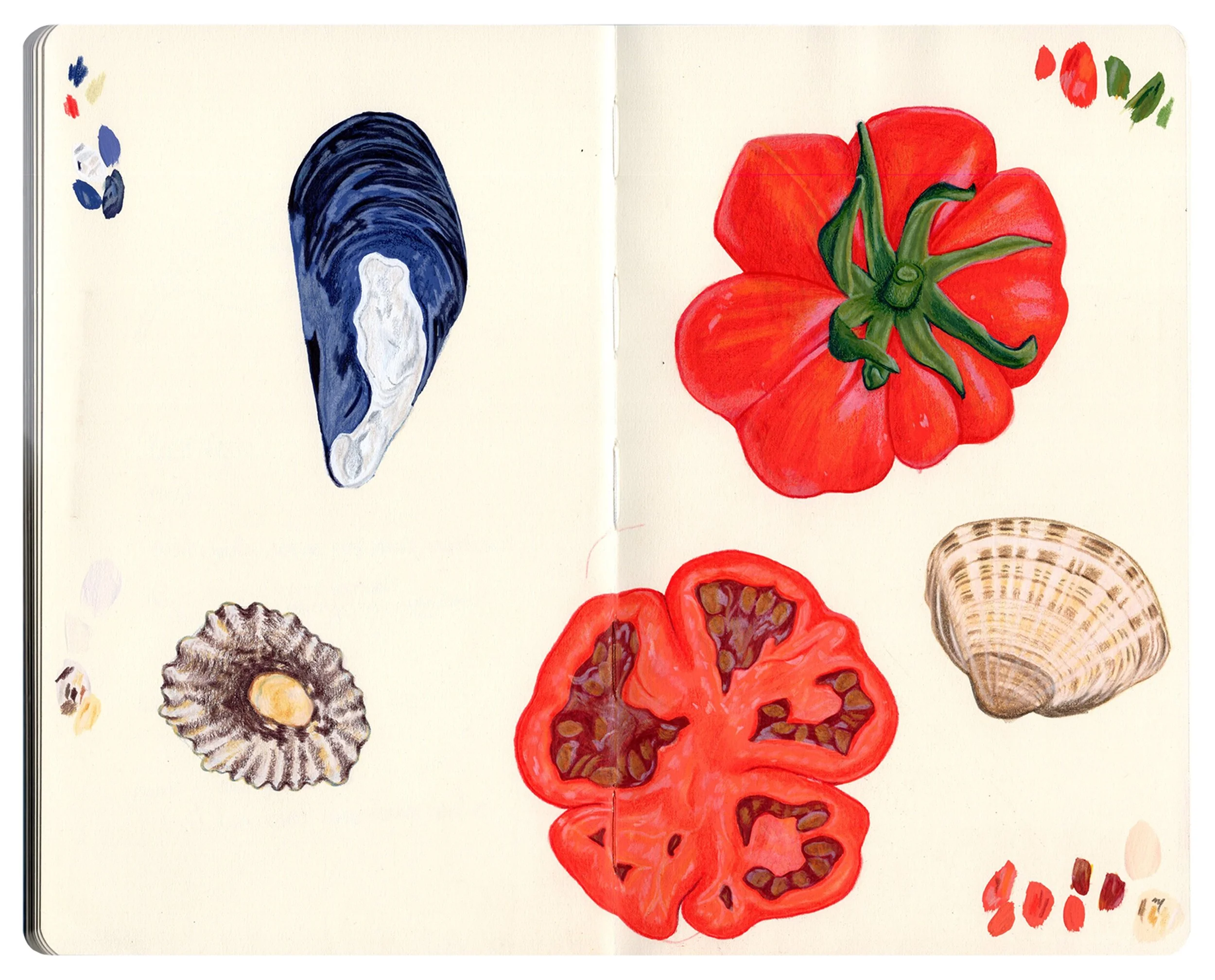sketchbook shells and toms copy.jpg