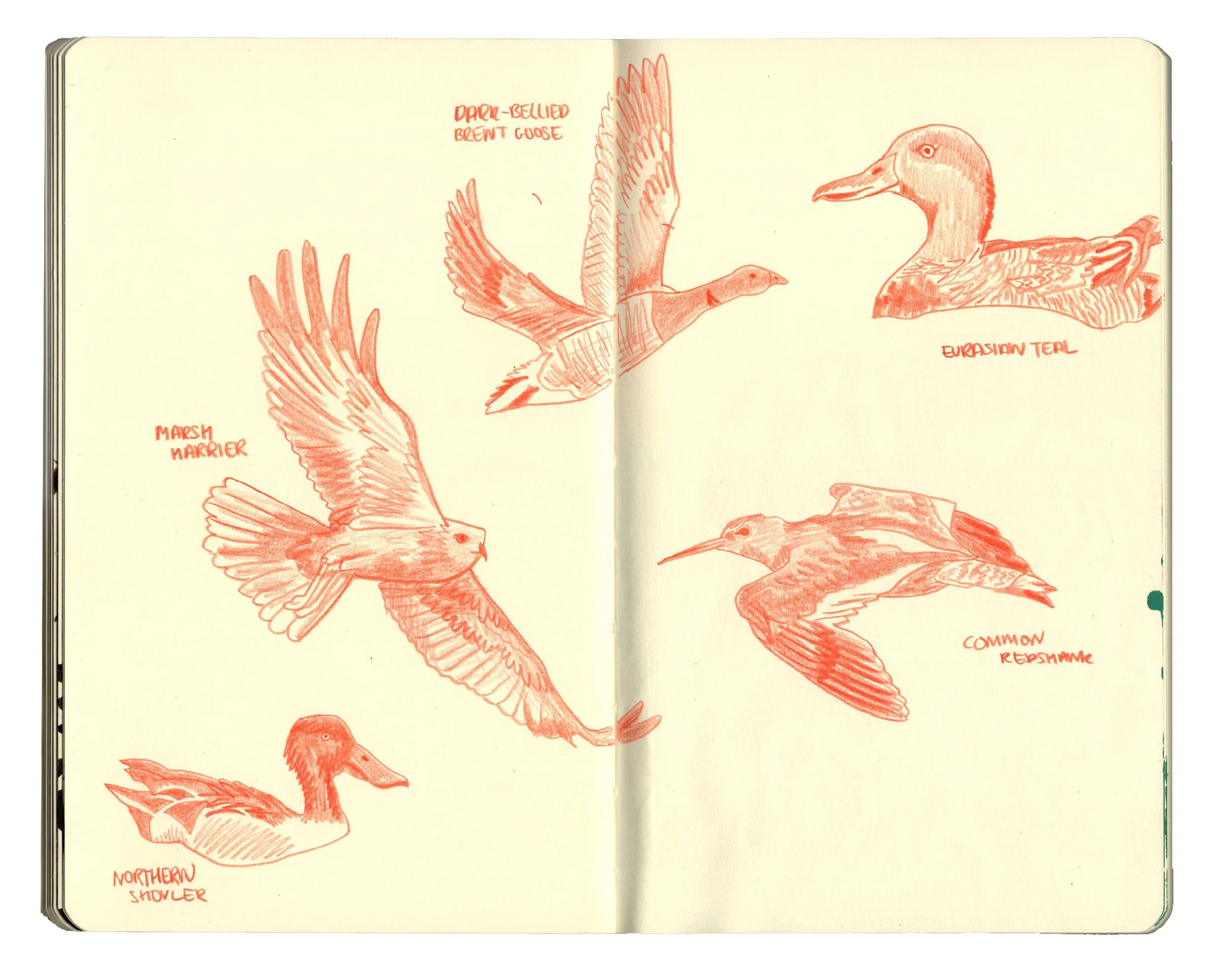 sketchbook pages for website2.2 copy.jpg