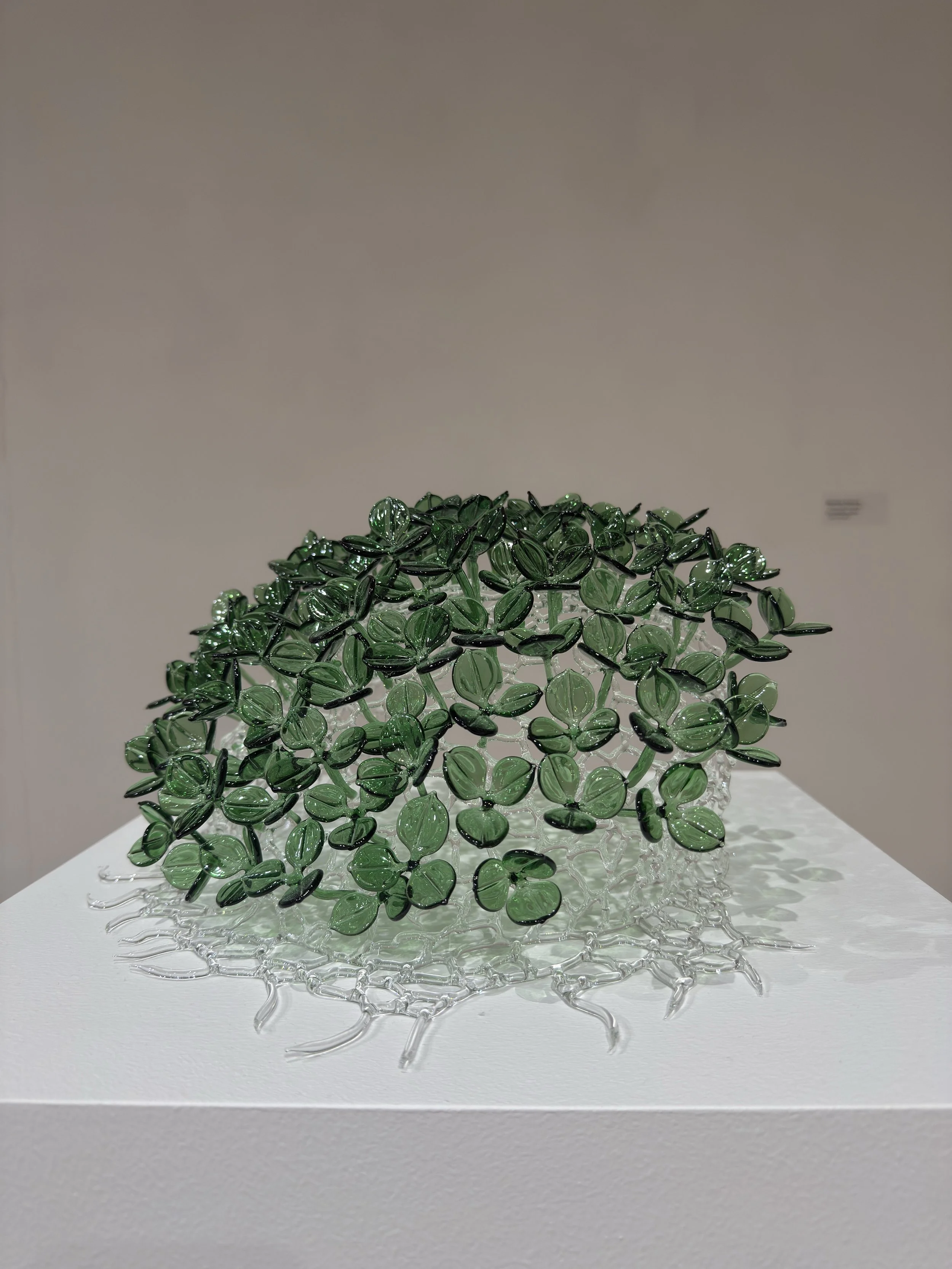 "I am not Invasive", Borosilicate glass, 14" x 14" x 8.5", 2025