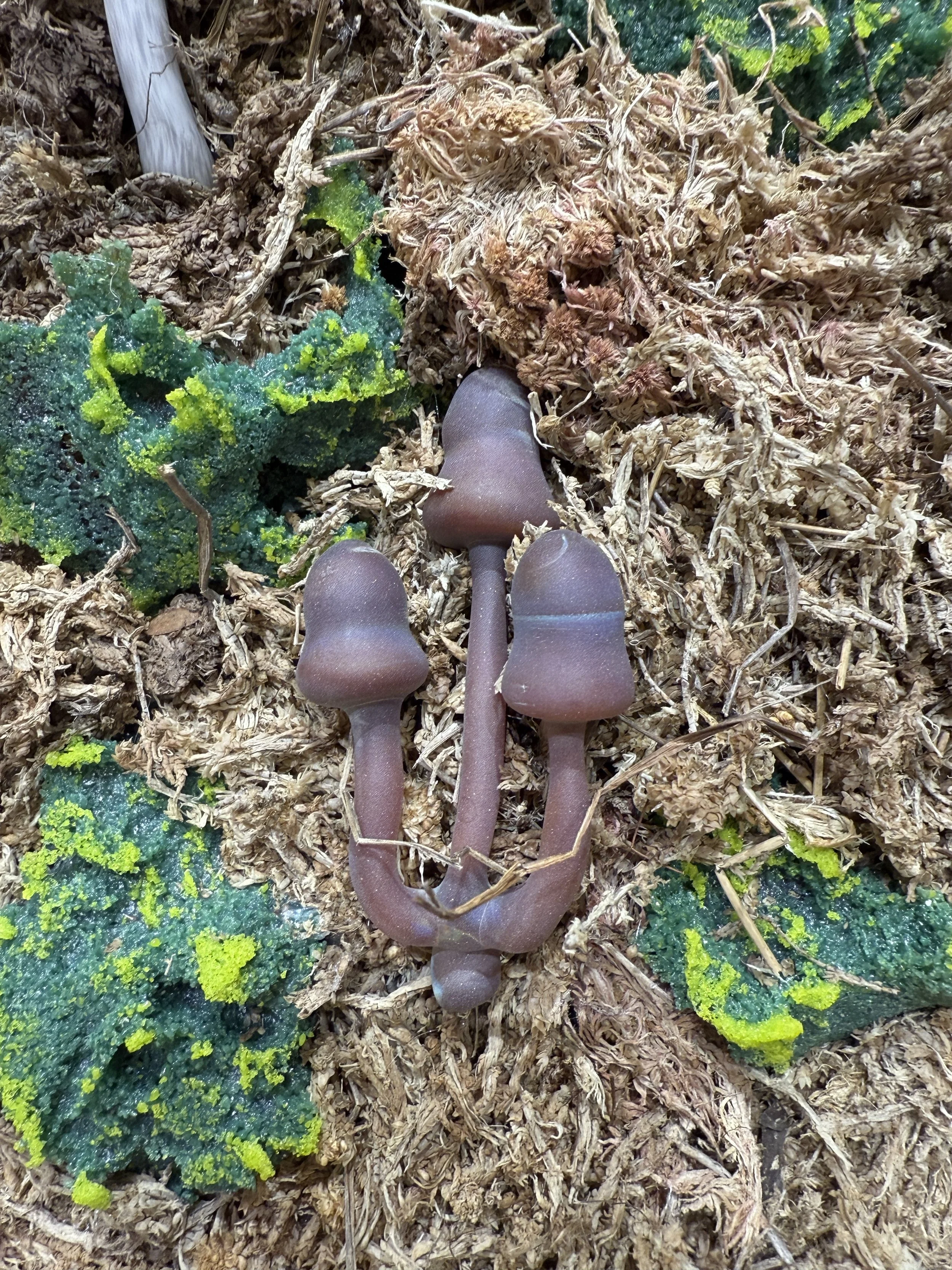 Deserted Landscape, borosilicate glass, found objects, wood, paint, metal, 30" x 30" x 4", 2025