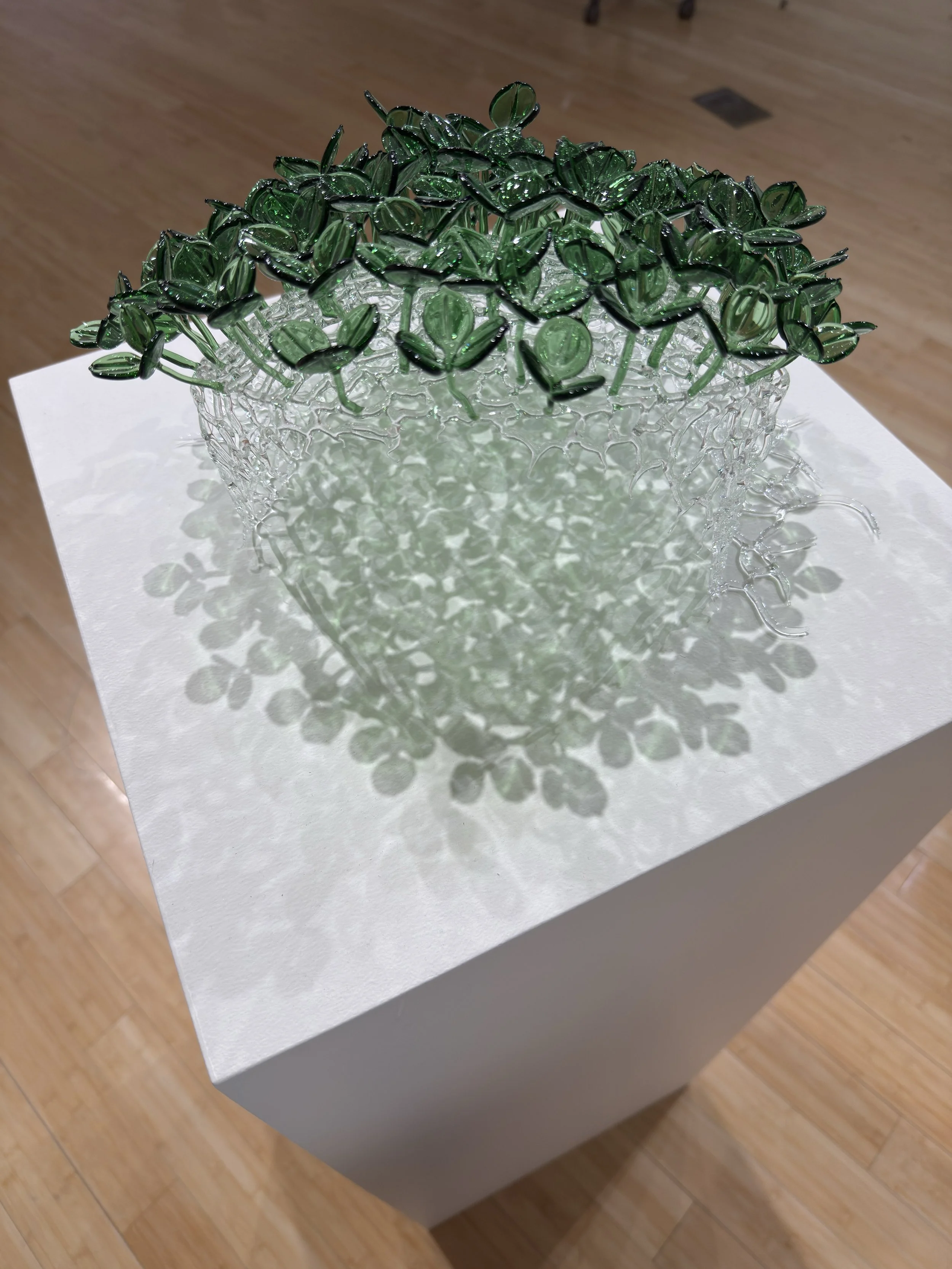 "I am not Invasive", Borosilicate glass, 14" x 14" x 8.5", 2025