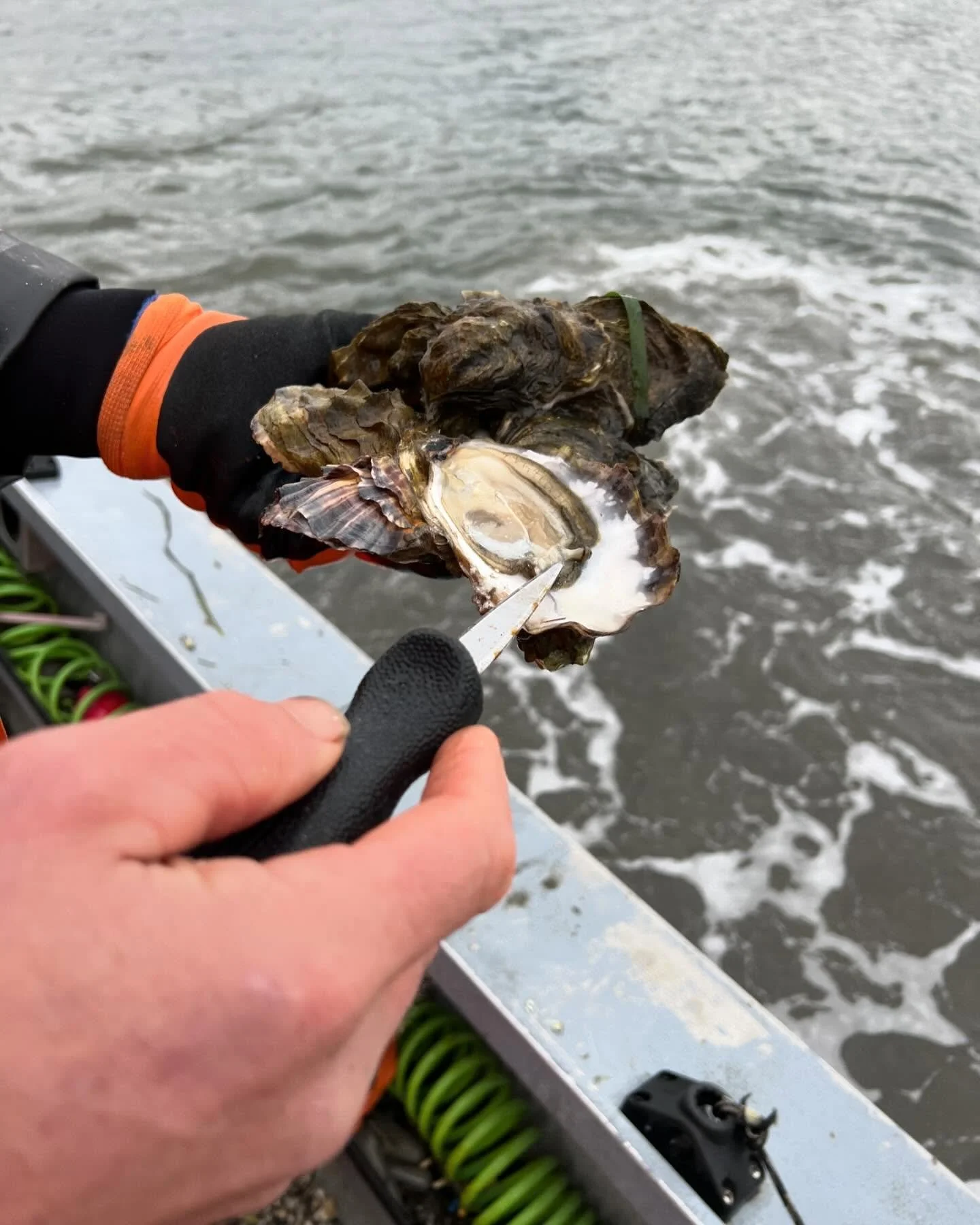 For Sale Oyster Farm:

Plat #24 Netarts Bay. 4.8 Acre Oyster Farm. Oyster inventory
included with the leasehold interest.  DM for details! $300,000