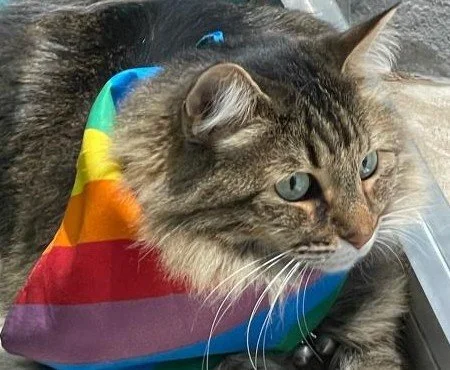 A close-up of a tabby cat wearing a rainbow-colored bandana, lying on a gray surface.