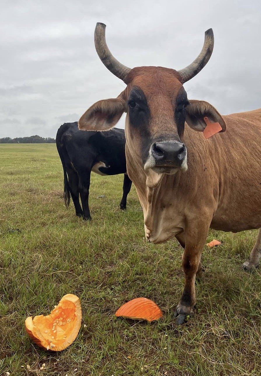 A brown cow with large horns and a black and white cow in the background standing on a grassy field with an overcast sky. There are pieces of pumpkin on the ground in front of the brown cow.