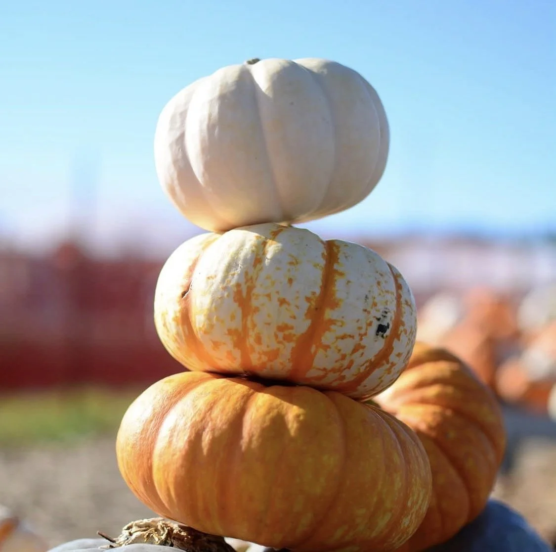 Stacked autumn pumpkins of varying colors and sizes outdoors against a clear blue sky.