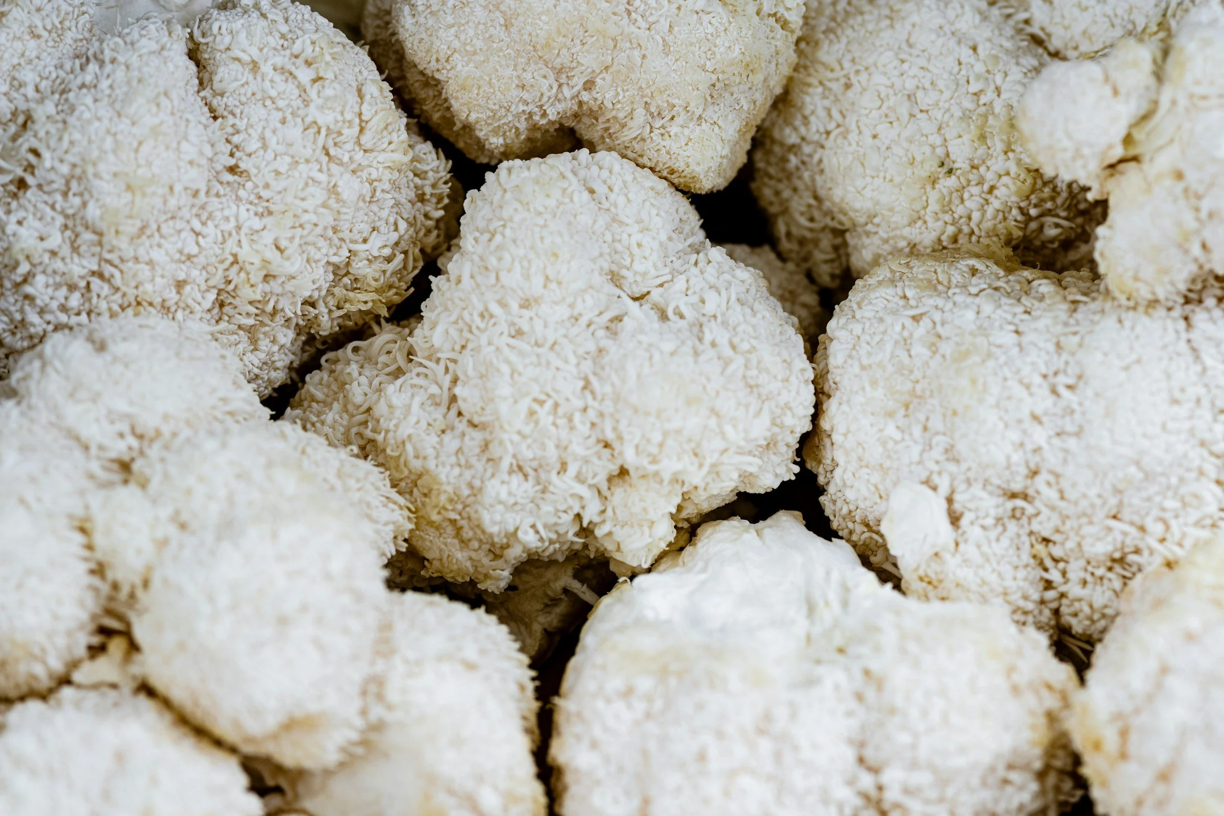 A close-up of multiple lions mane mushrooms