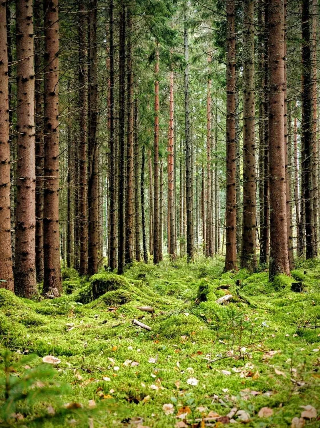 Tress in a forest