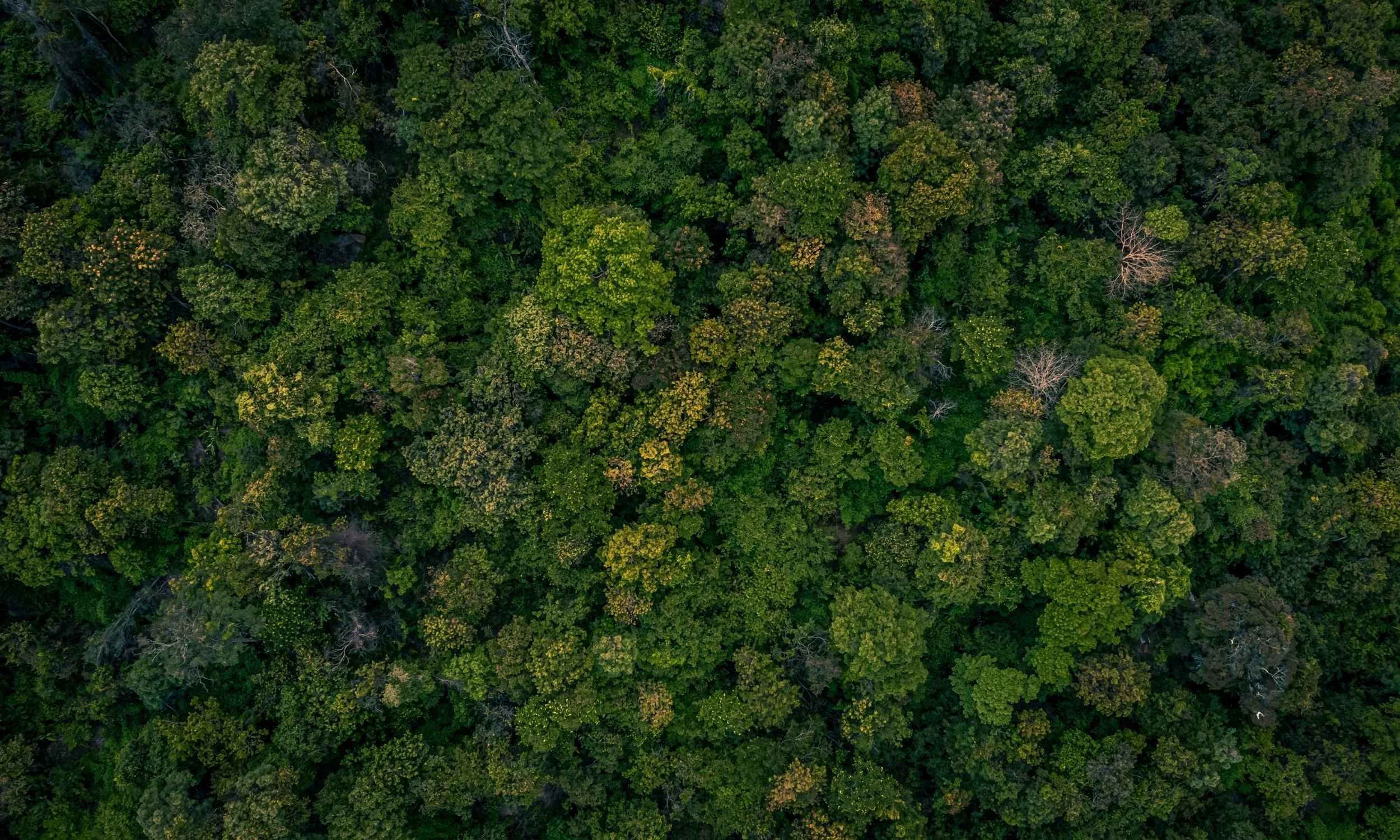 Aerial image of forest