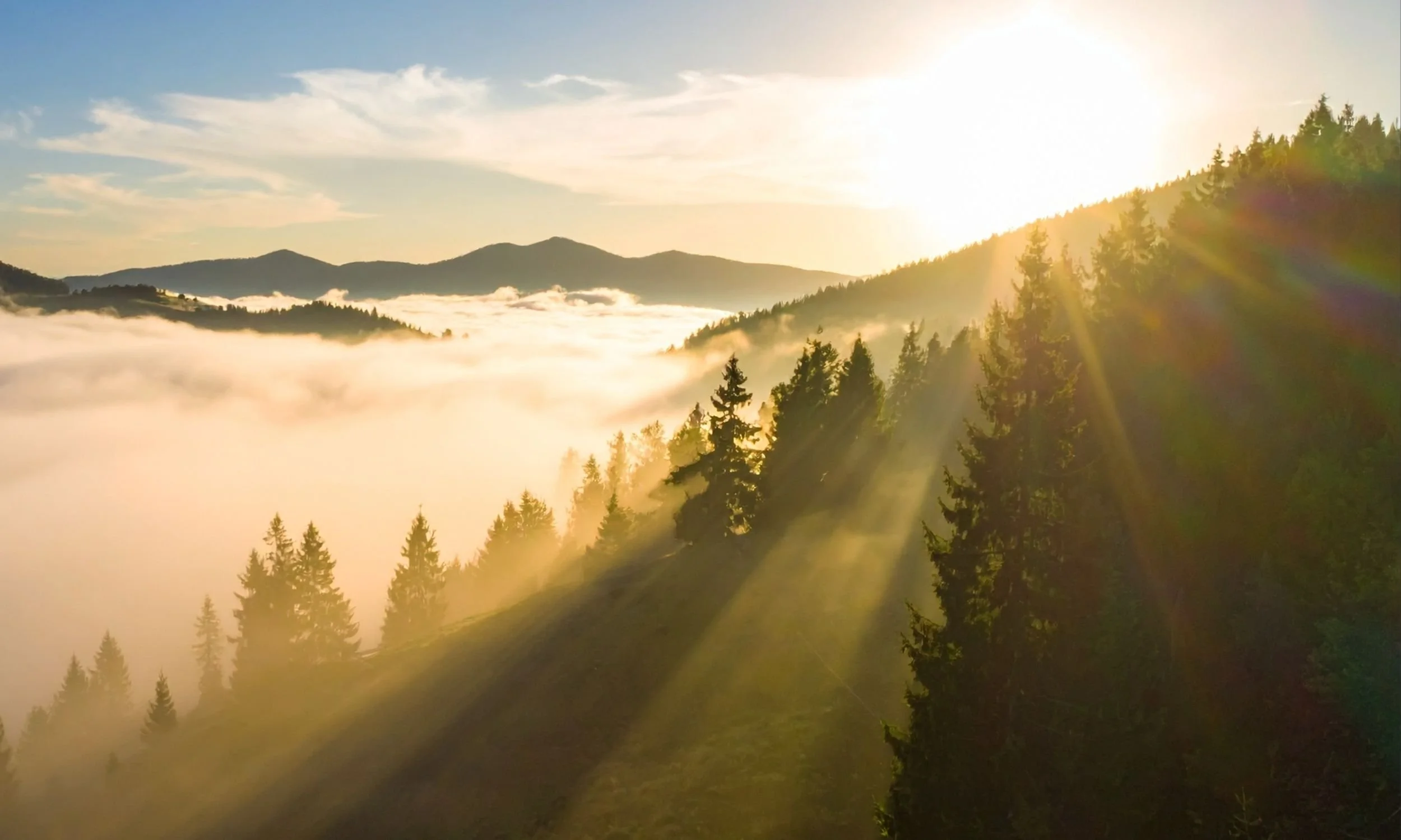 Forest and sundown 