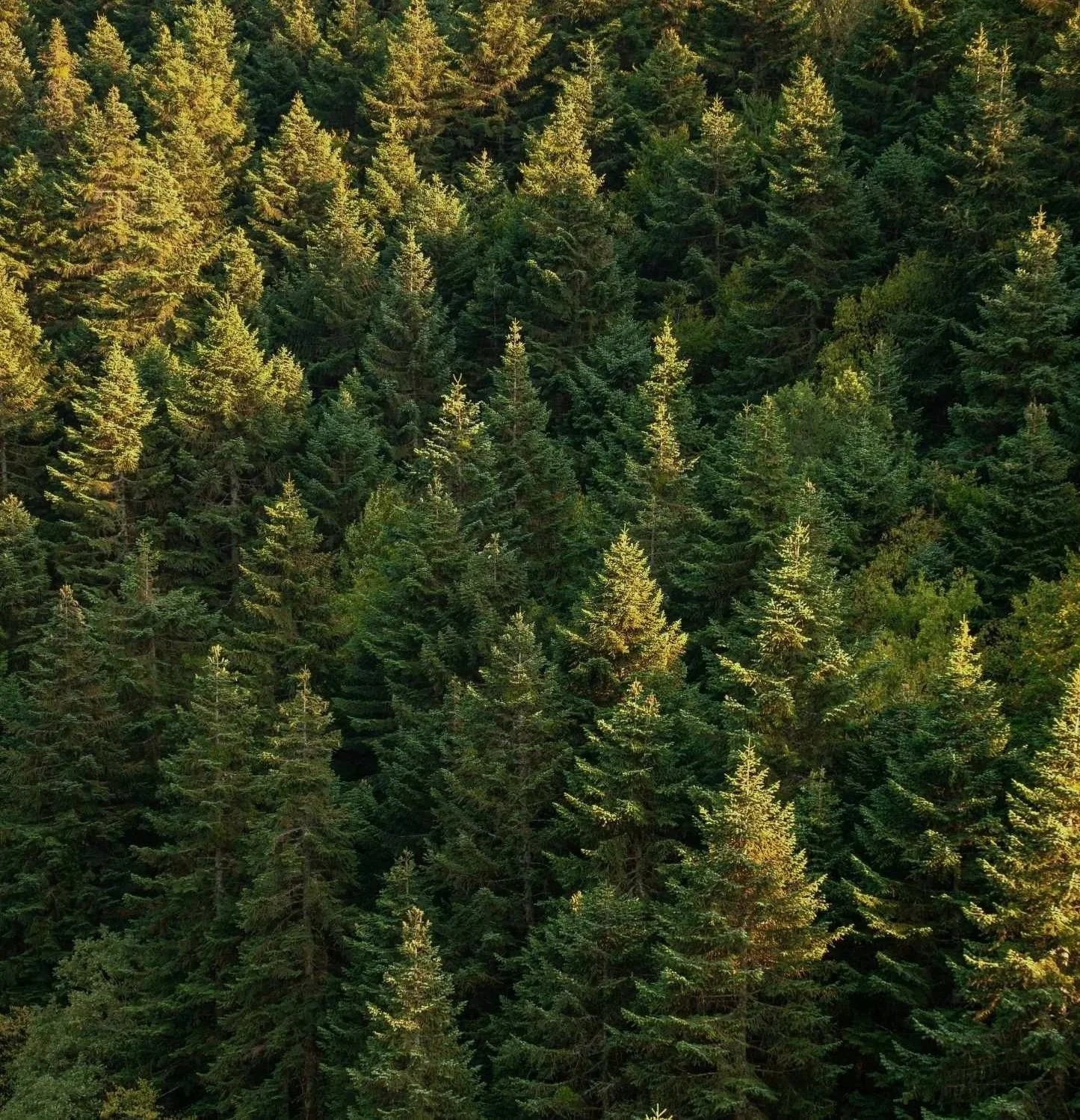 aerial image of a forest