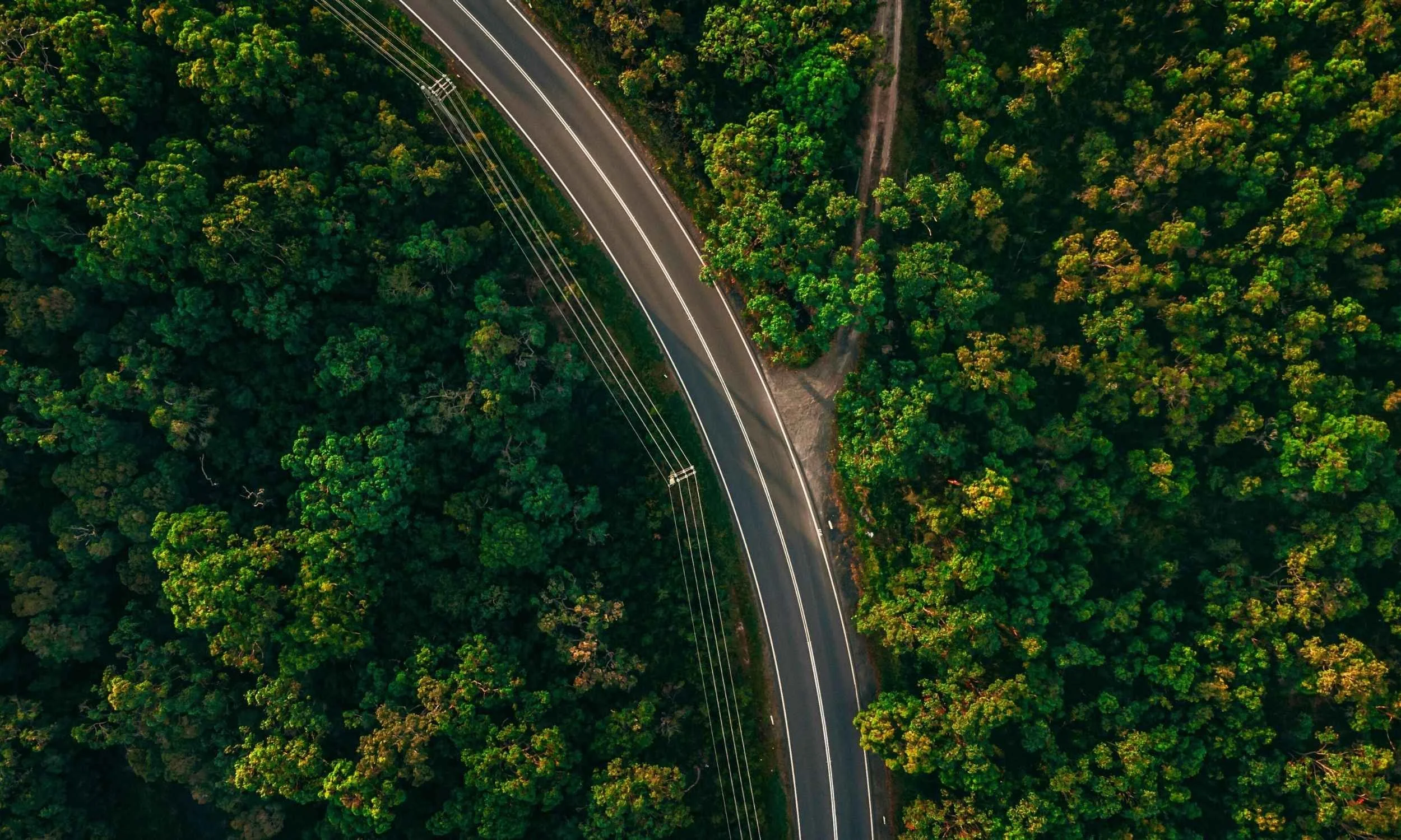 Image of a road inside a forest
