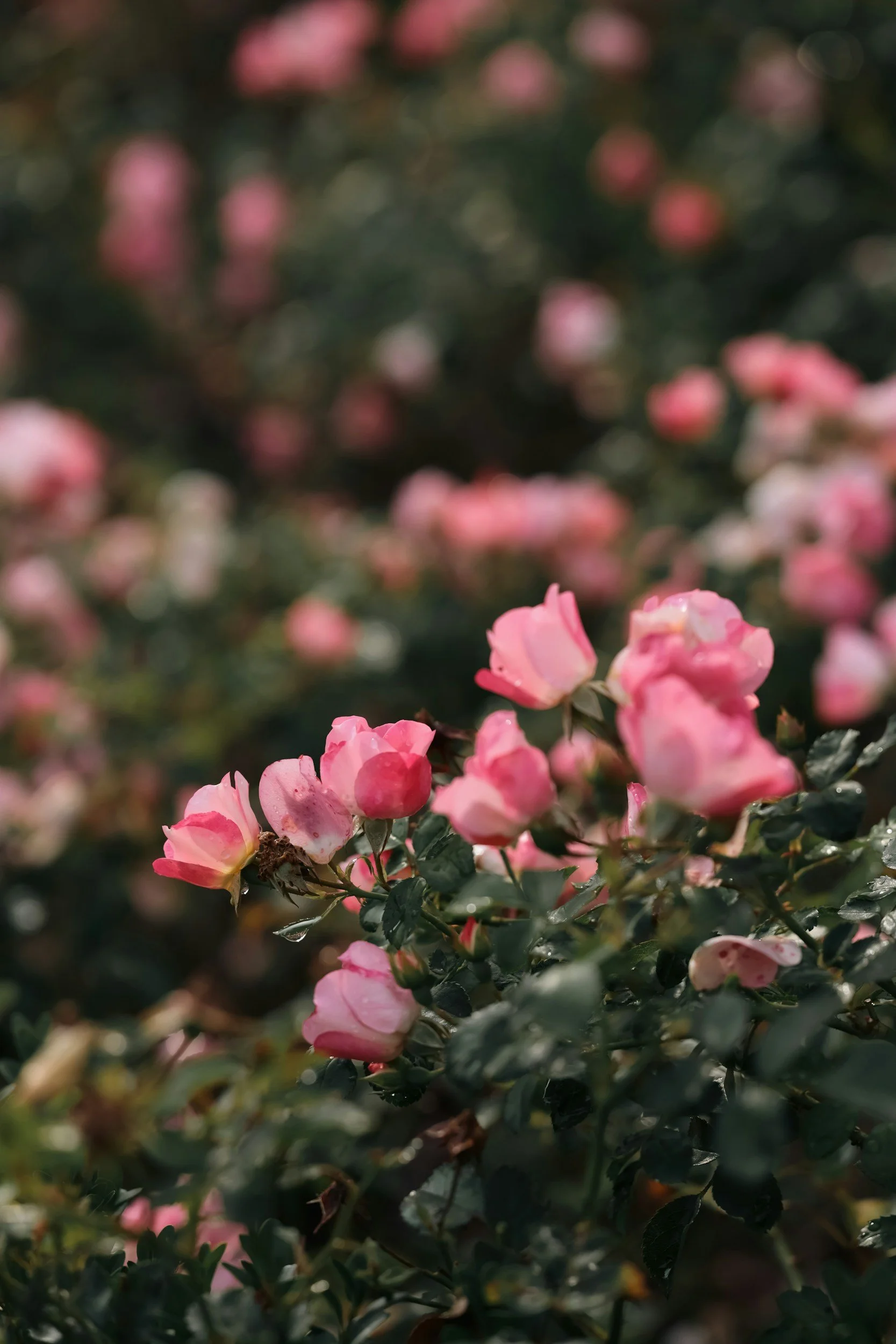 Pink roses on a bush with dark green leaves, some water droplets on the leaves. The Wild Rose Chronicles | Celestial Women's Studies Classes