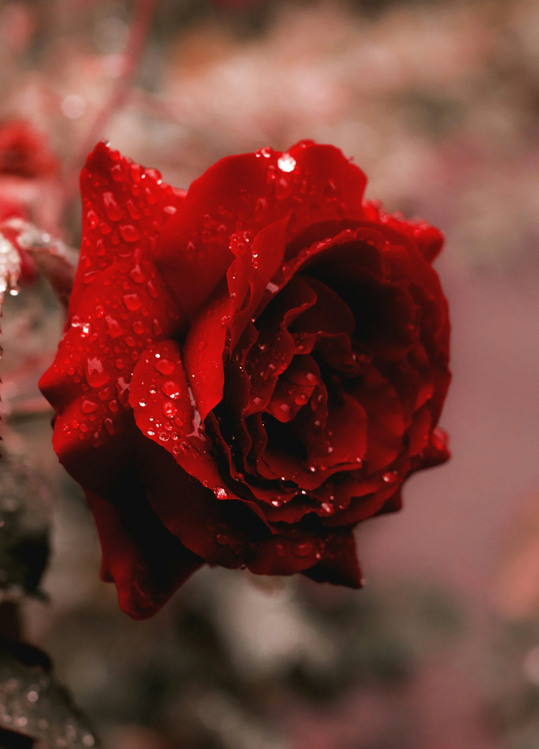 Close-up of a red rose with water droplets on its petals. The Wild Rose Chronicles Membership | Celestial Women's Studies Classes