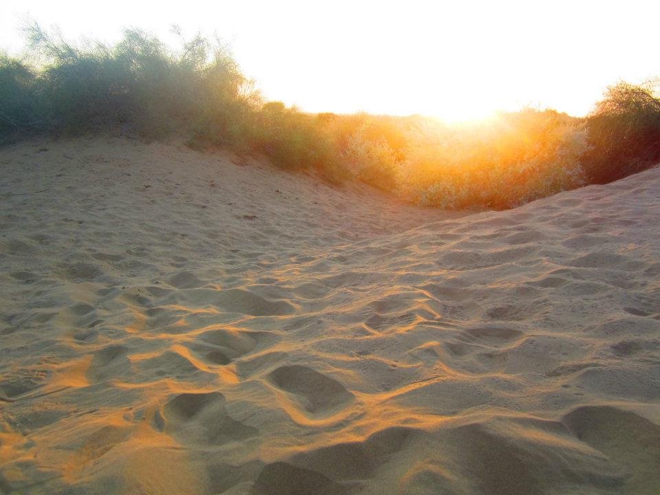 Footprints in sand dunes with bushes and the setting sun in the background.