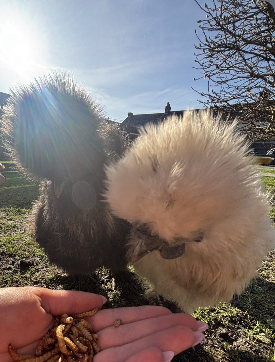6 Silkie Hatching Eggs Mixed - Coming Soon