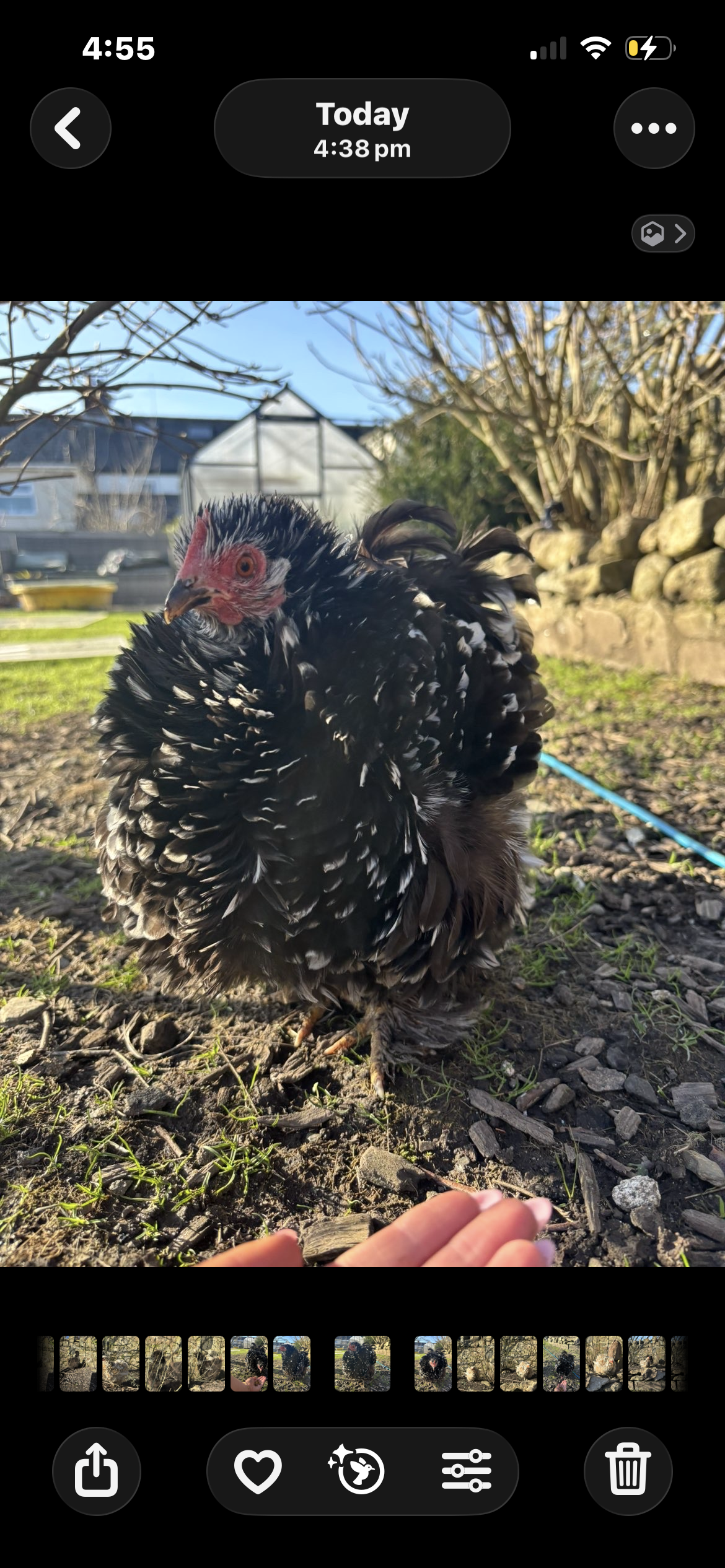6 Pekin Hatching Eggs Mixed