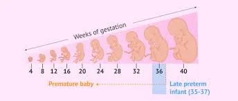 Preterm Birth &amp; Development by Gestational Age: A Guide for Parents