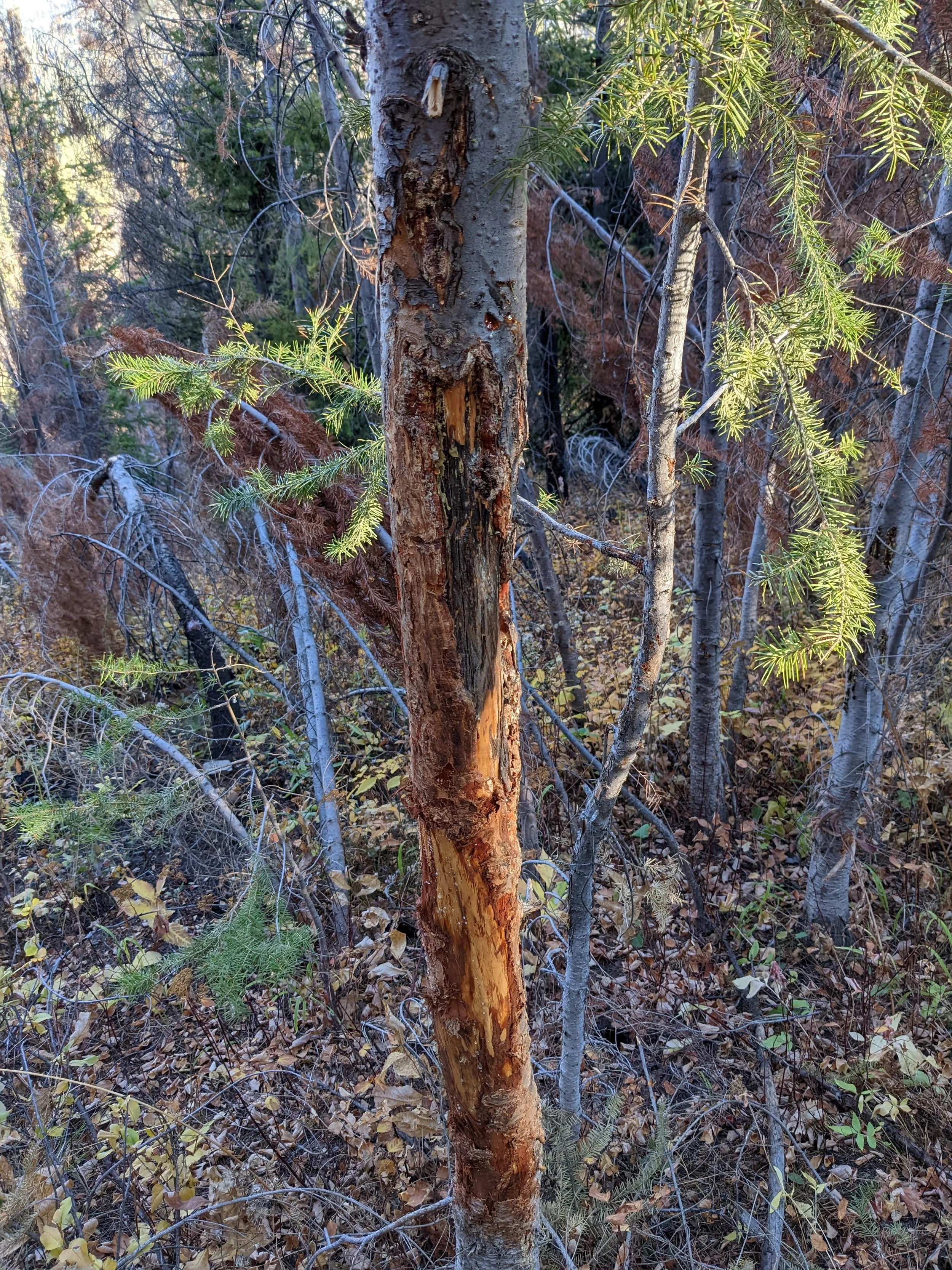 A close-up of a tree trunk with peeling bark in a forest, surrounded by various other trees and foliage, with some green pine branches