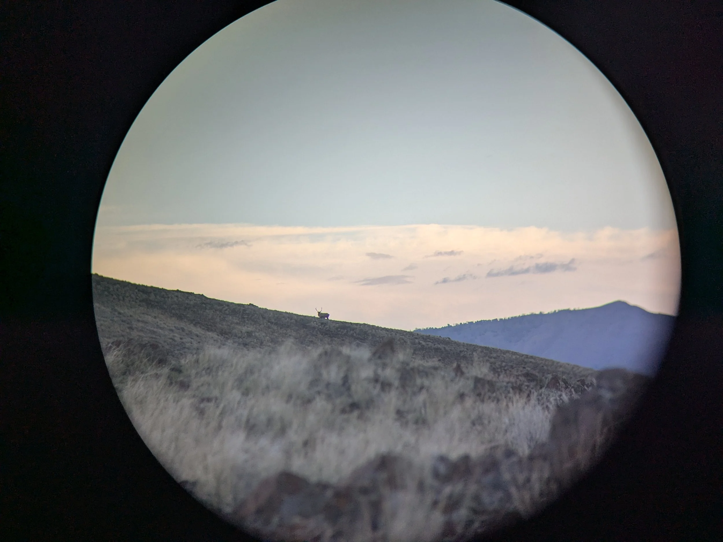 A landscape with a grassy hillside, distant mountains, and a deer with antlers on the hilltop during sunset or sunrise.