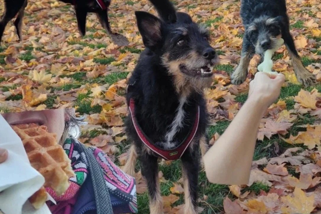 Une gaufre = 3 tours de parc
