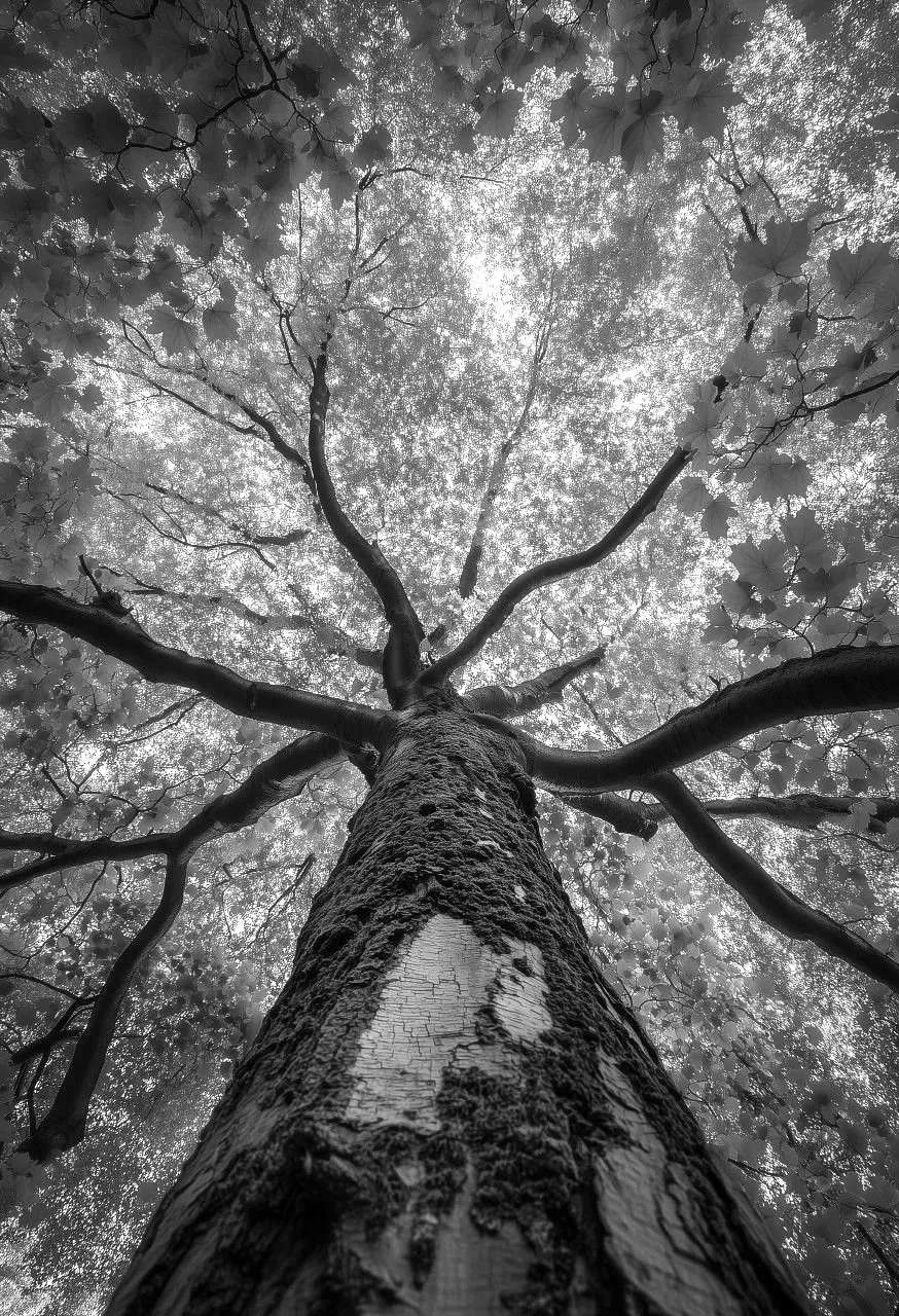 Black and white photograph of a tall tree taken from the base looking up at the canopy, with a textured bark trunk and branches spreading wide.