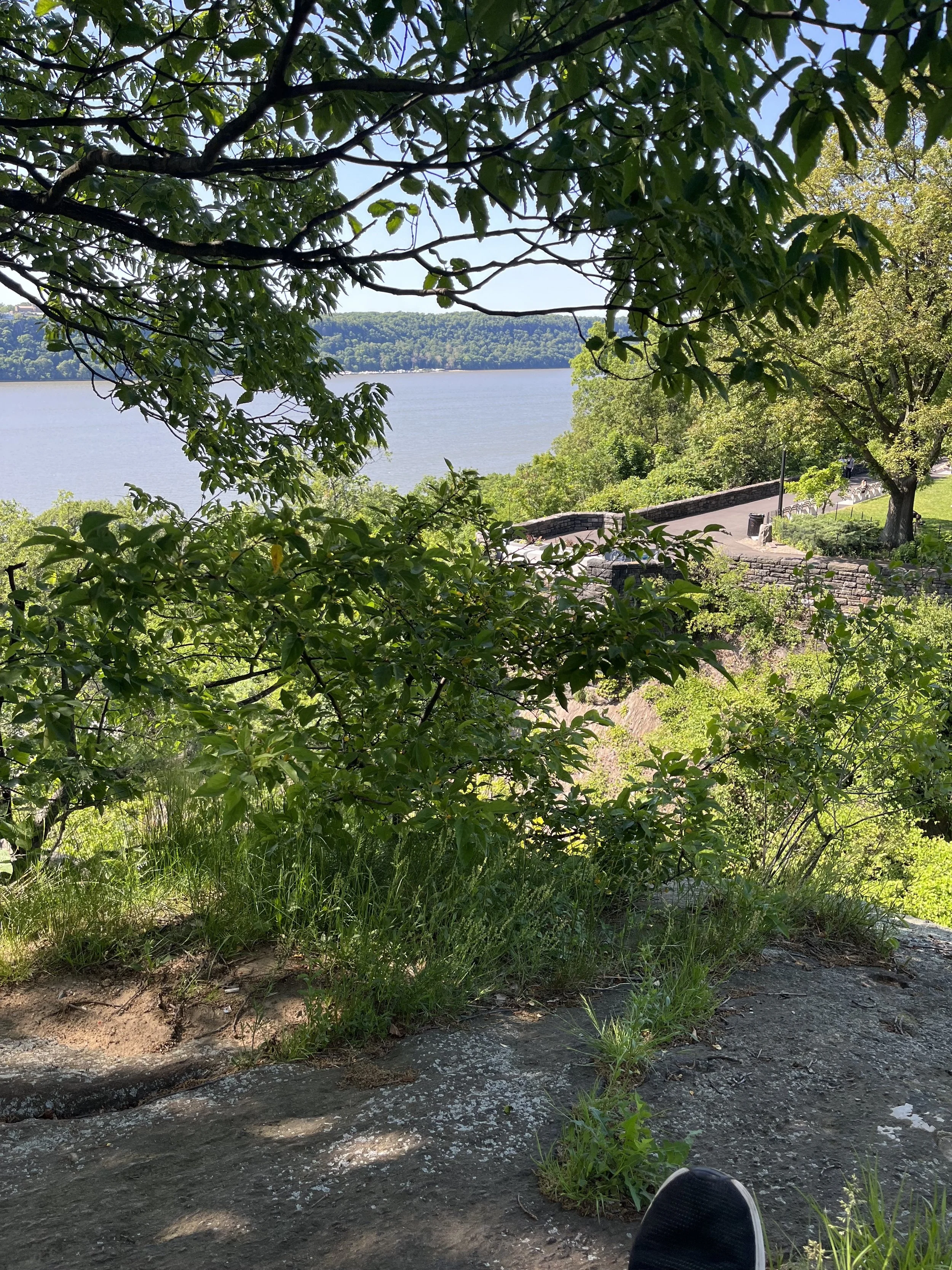 A picture I took from the top of a rock in Fort Tryon Park, NYC