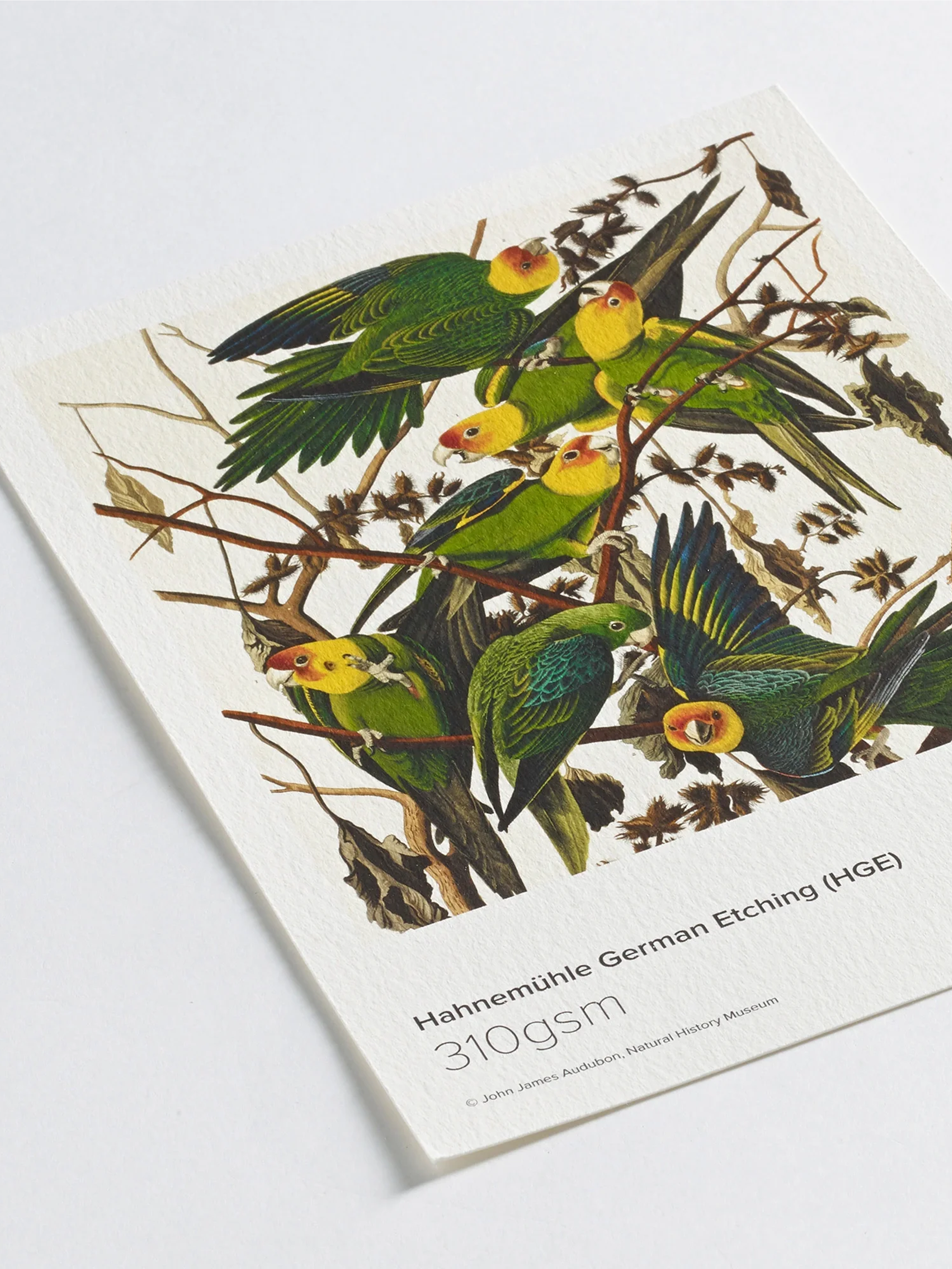 Prodigi Print_-06122.png