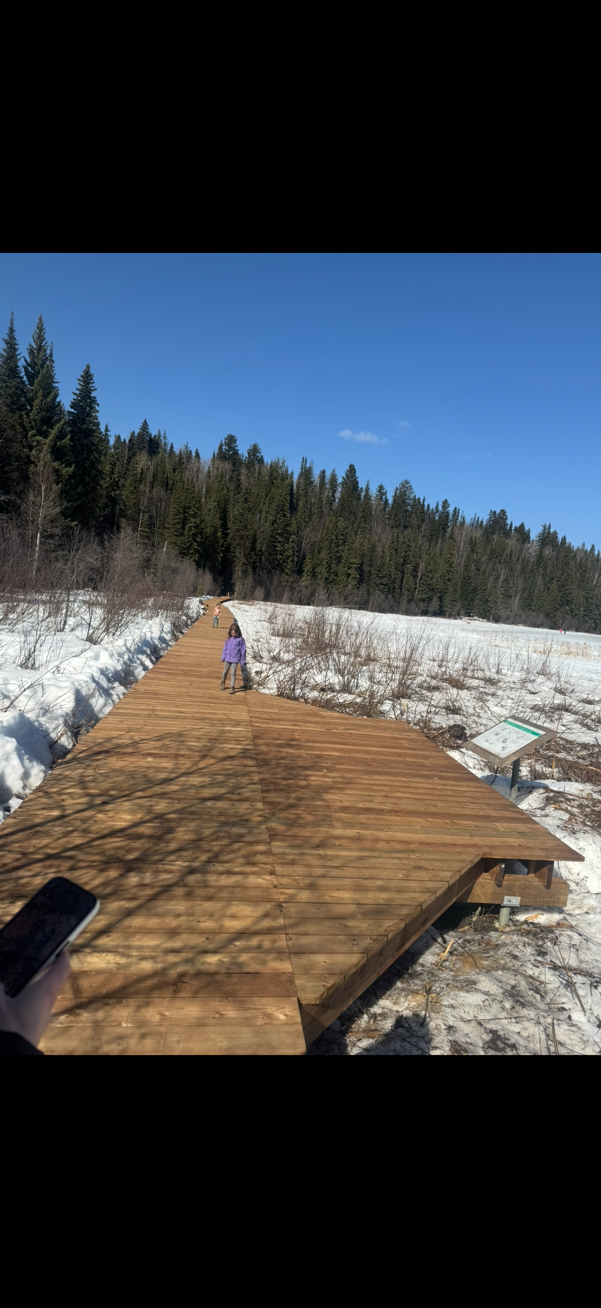Wooden boardwalk through a snowy landscape with evergreen trees in the background and a bright blue sky.