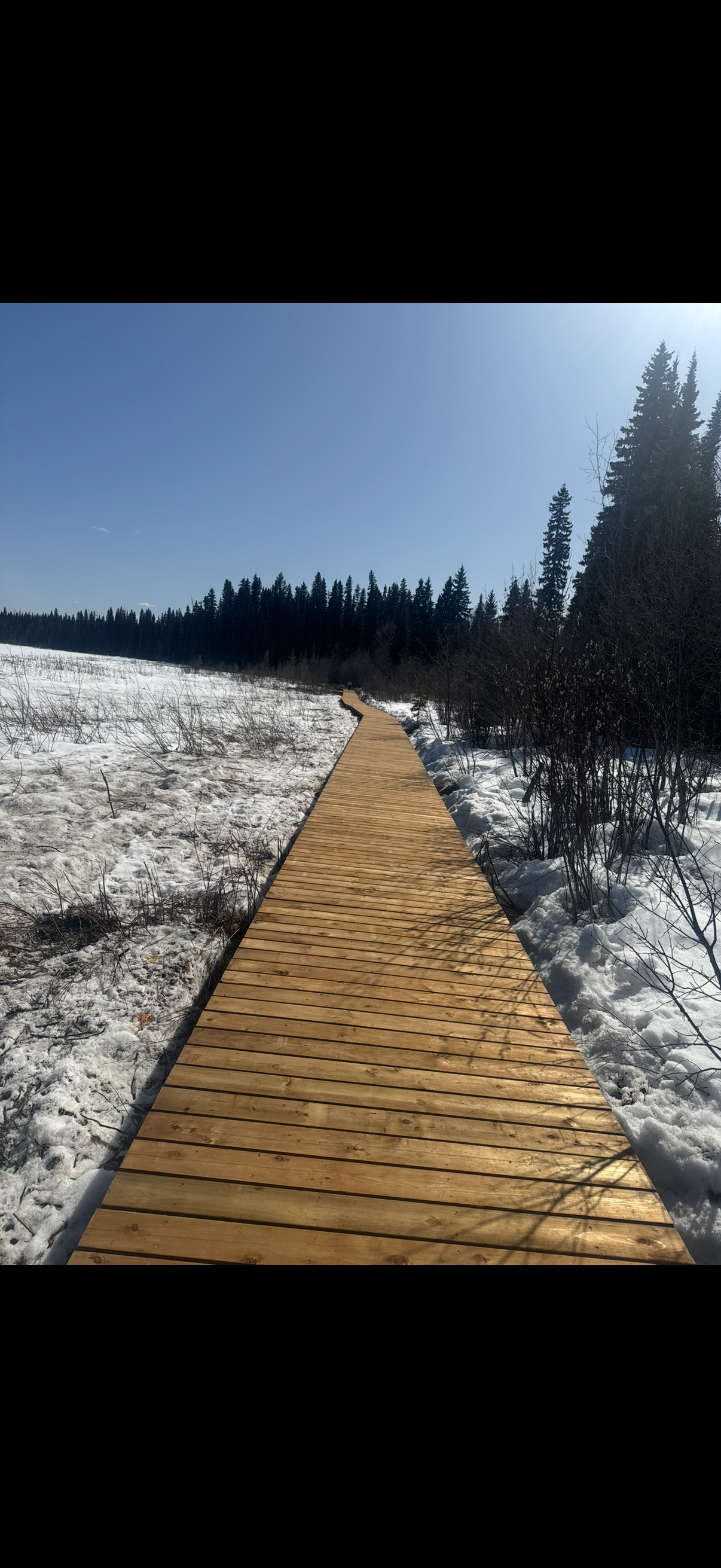 A wooden boardwalk path through a snowy landscape with coniferous trees in the background and a clear blue sky.