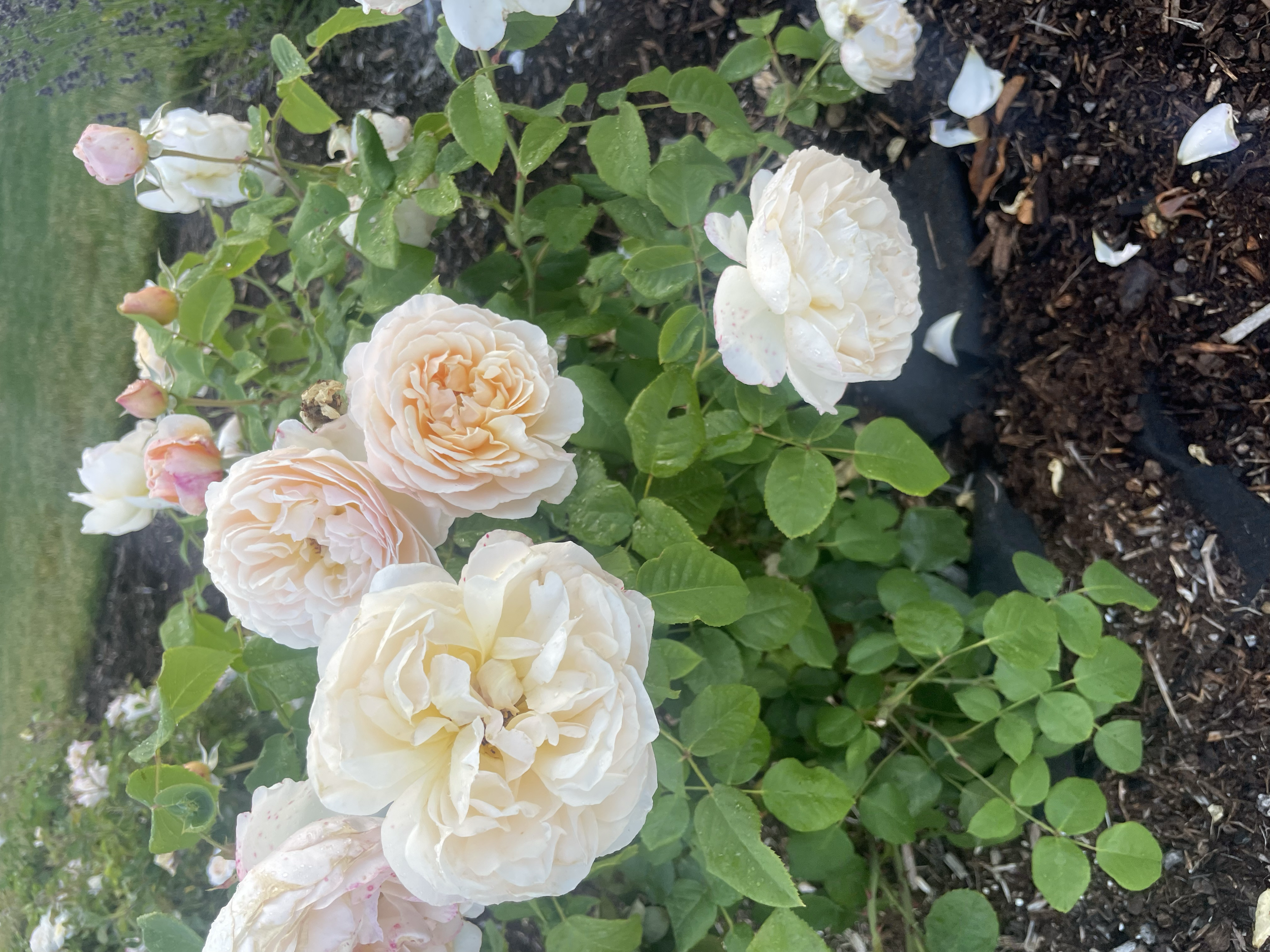 Cream-colored roses with some pink-tipped buds in a garden bed with dark soil and green leaves.