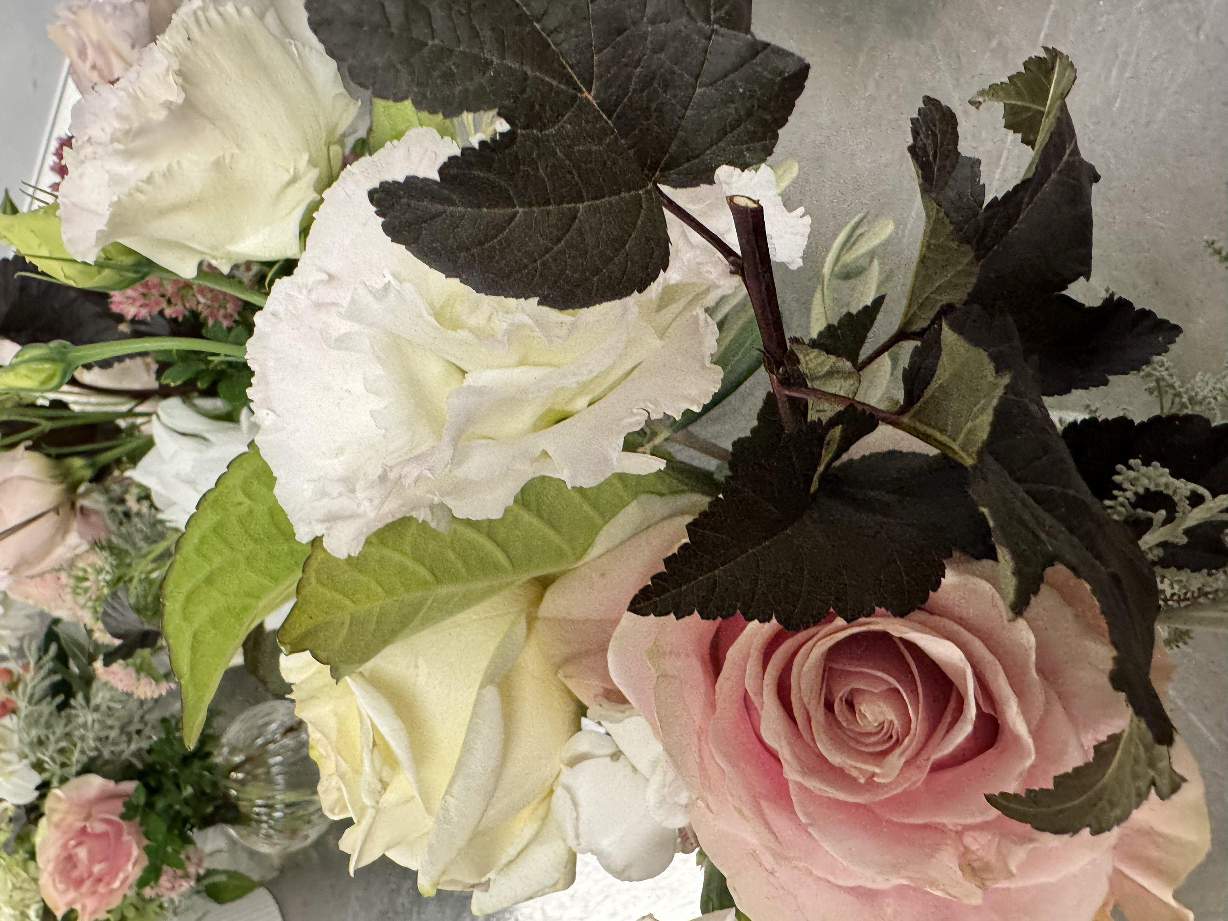 A bouquet of pale pink and white roses with dark green and black leaves.