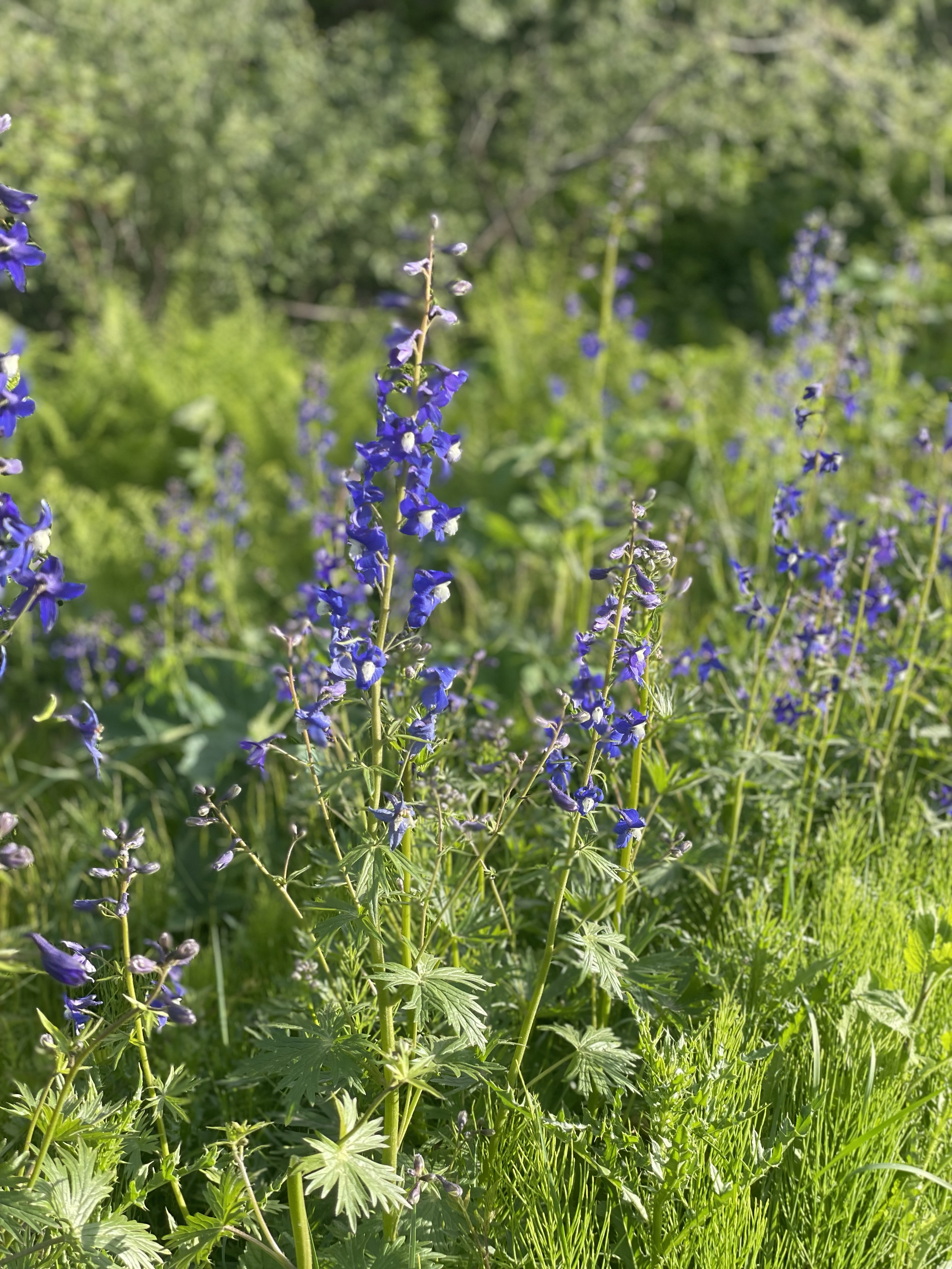 Wild blue flowers growing among green grass in a sunny outdoor setting.