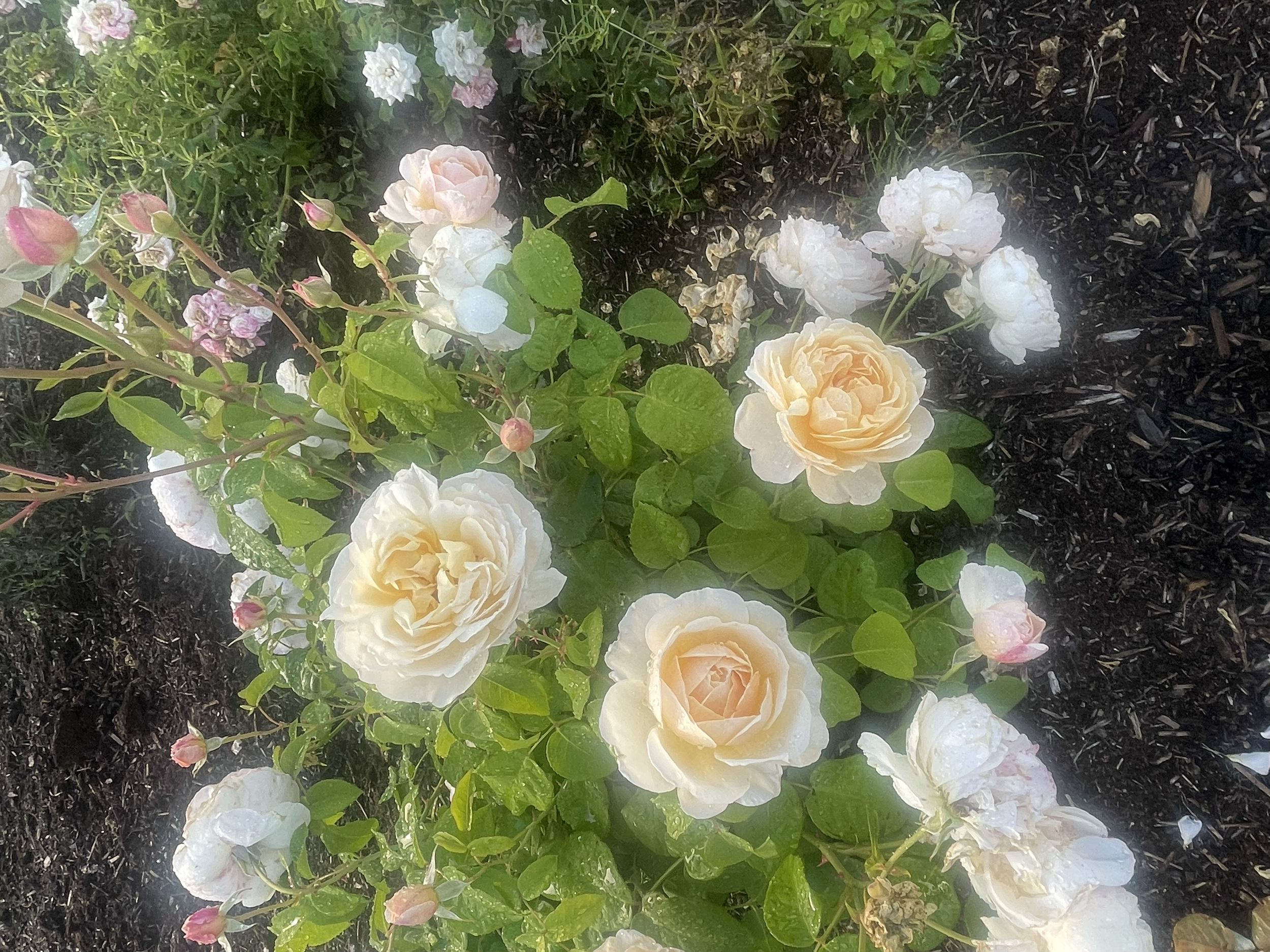 A garden bed with blooming white and pale yellow roses, some pink rosebuds, surrounded by green leaves and dark mulch.