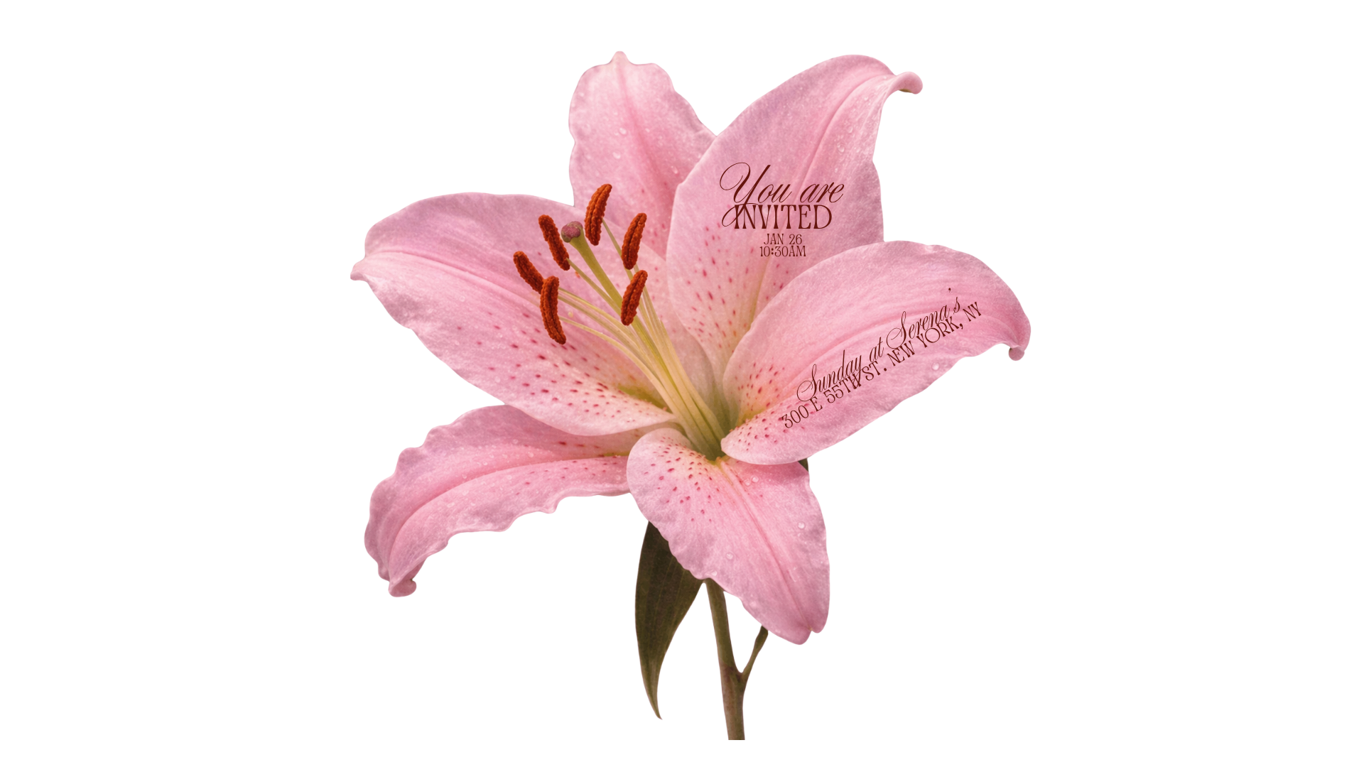 Spring Set 1 & 2 (13).png