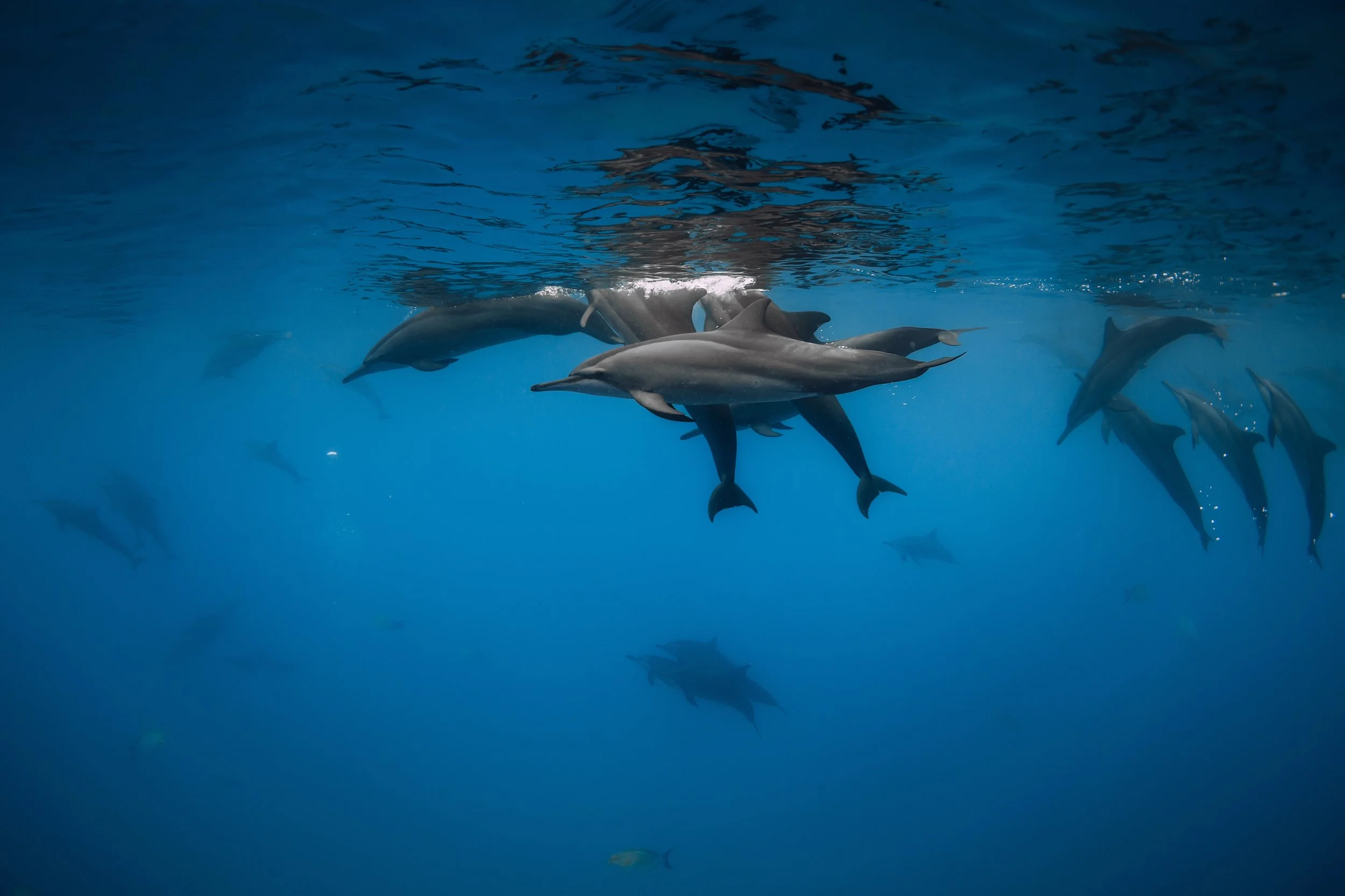 Group of dolphins swimming underwater in blue ocean in Mauritius
