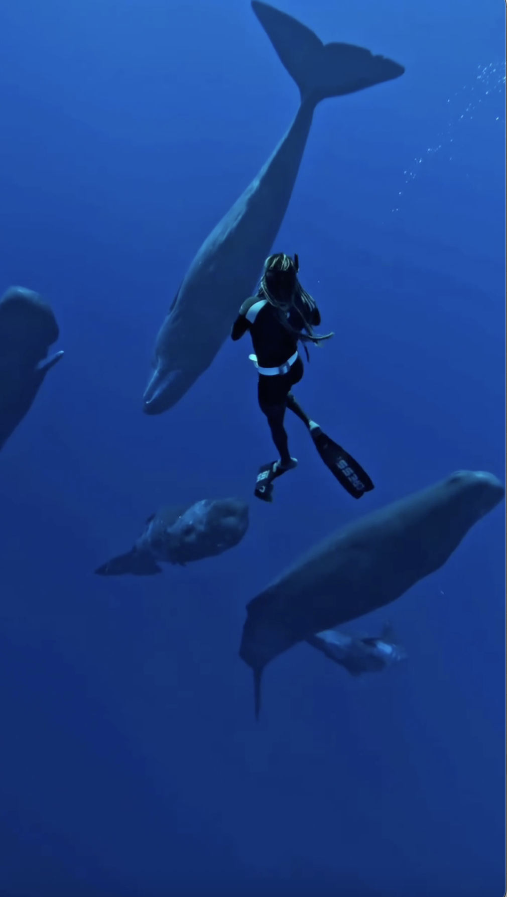 A person scuba diving underwater surrounded by several whales, including a large whale behind them and others swimming nearby in Mauritius.