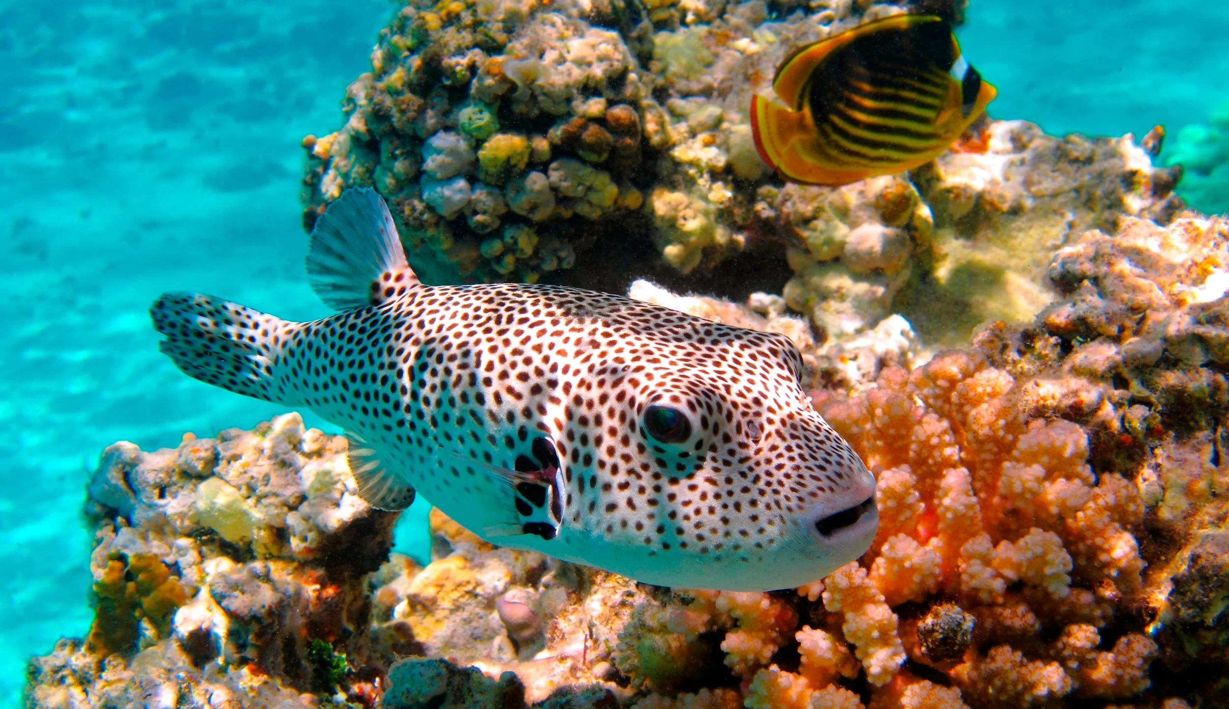 A colorful underwater scene with a spotted pufferfish and a striped fish swimming near coral reefs.