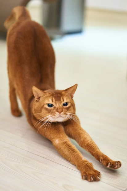 An orange tabby cat with blue eyes stretching on a light-colored floor.