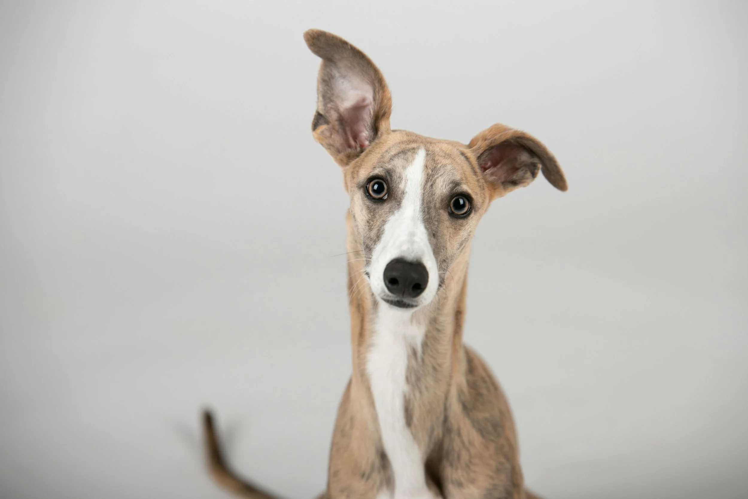 A curious tan, white, and gray dog with large ears, one of which is flopped over, sitting against a plain white background.