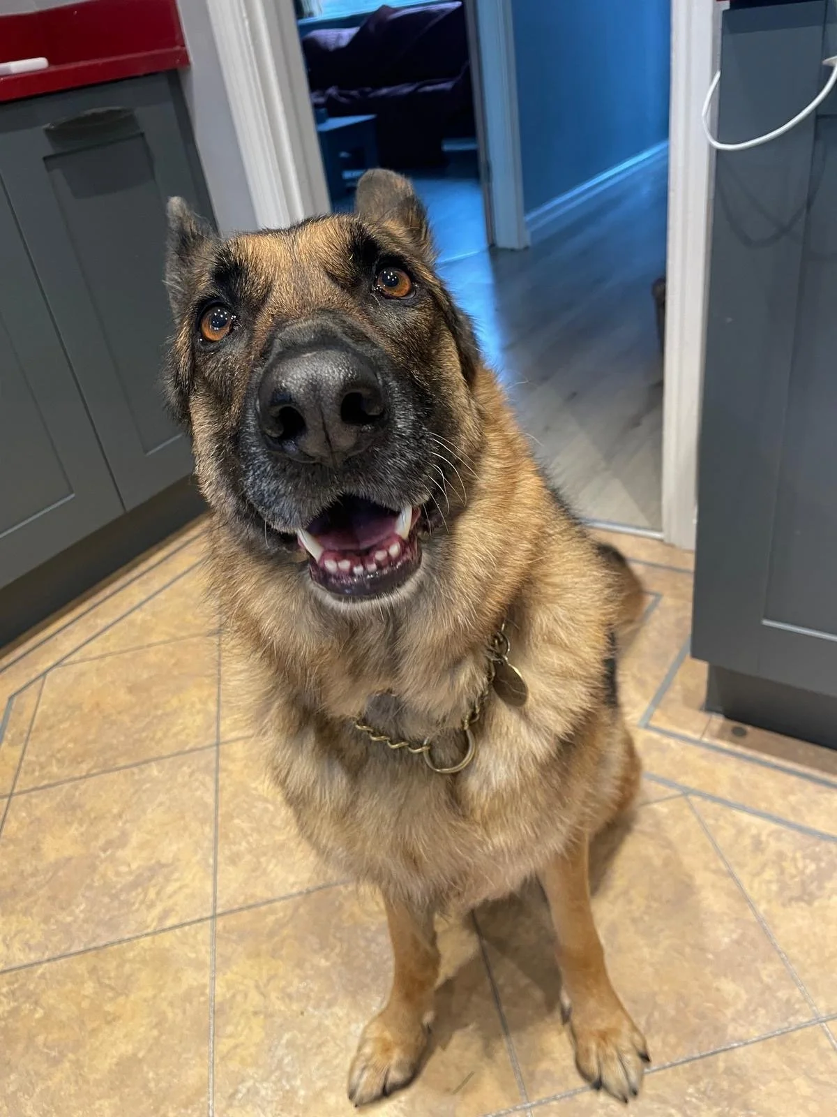 A happy German Shepherd mix dog with a brown and black coat, sitting on a tiled kitchen floor, looking upward with an open mouth and visible teeth.