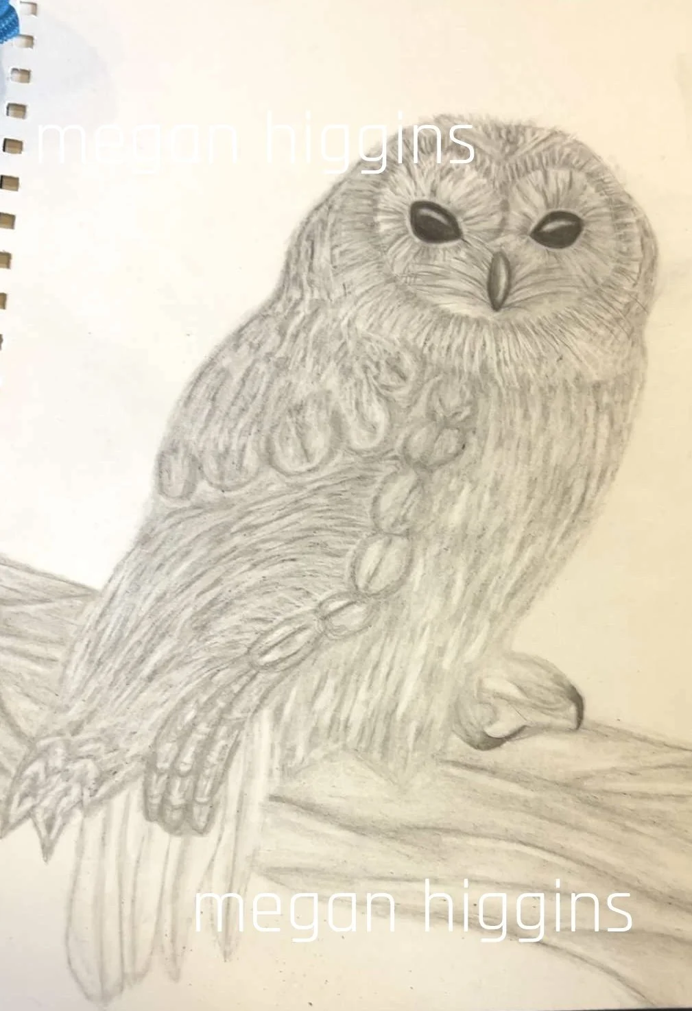 Tawny owl tonal pencil sketch