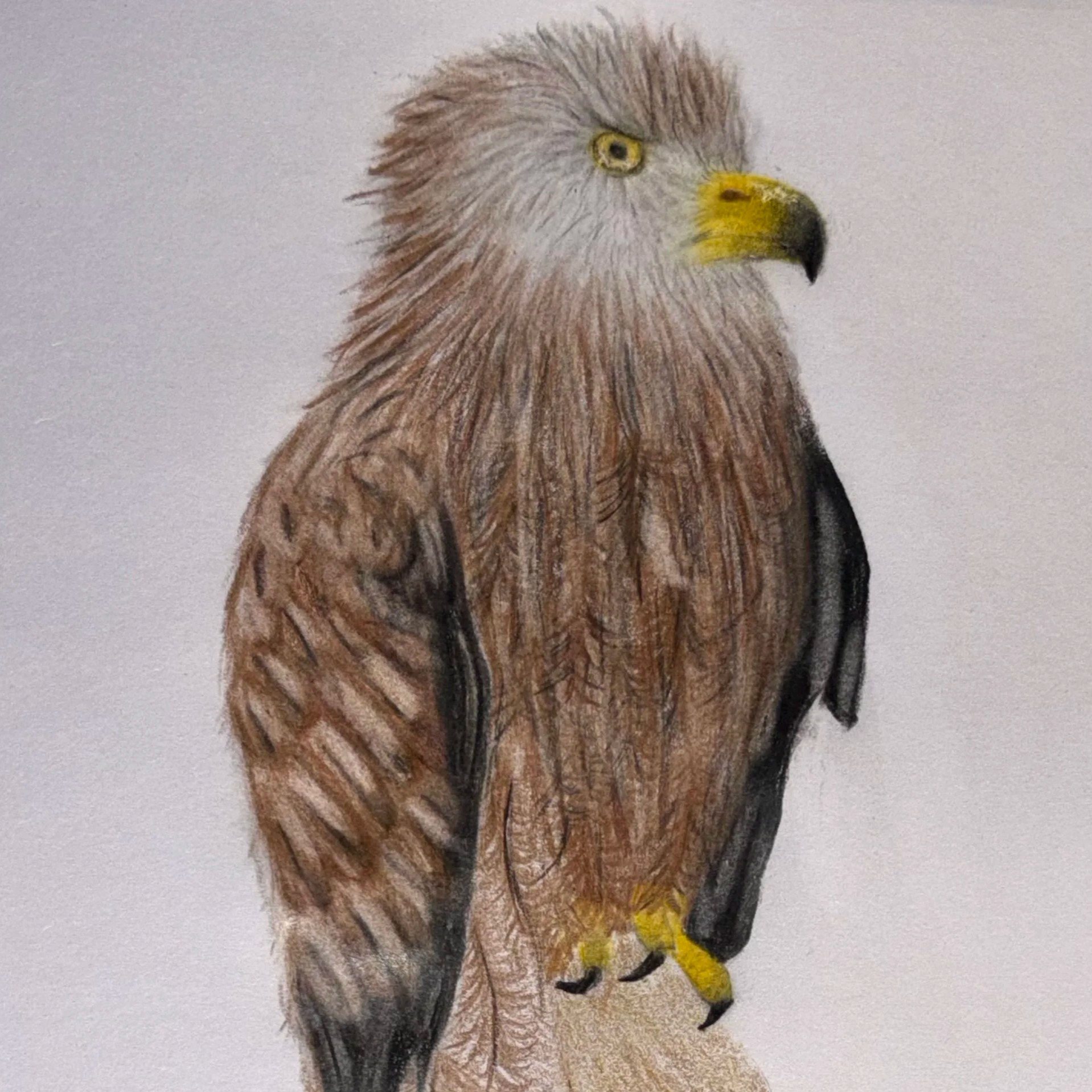 Bird of prey commission