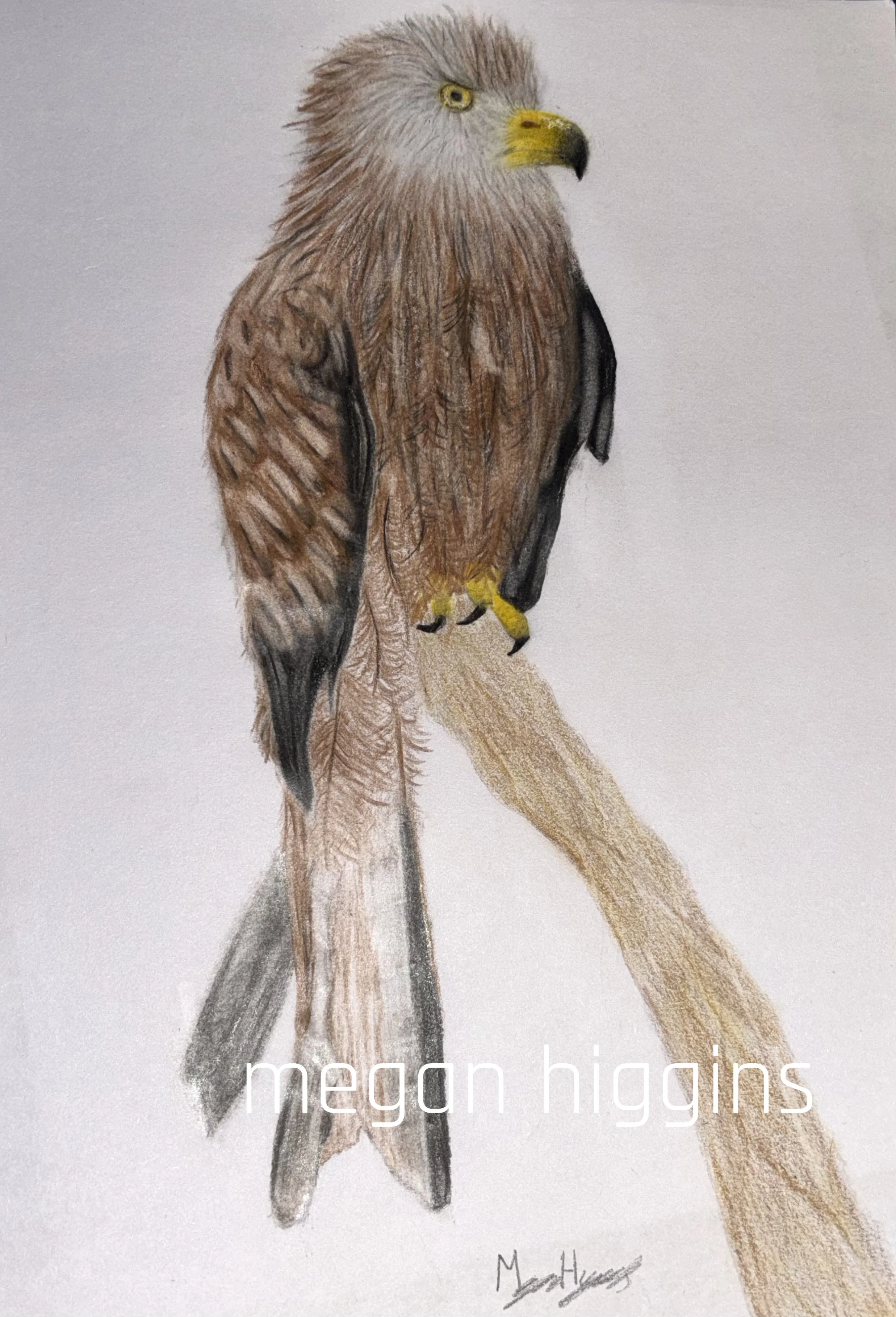 Red Kite coloured pencil sketch